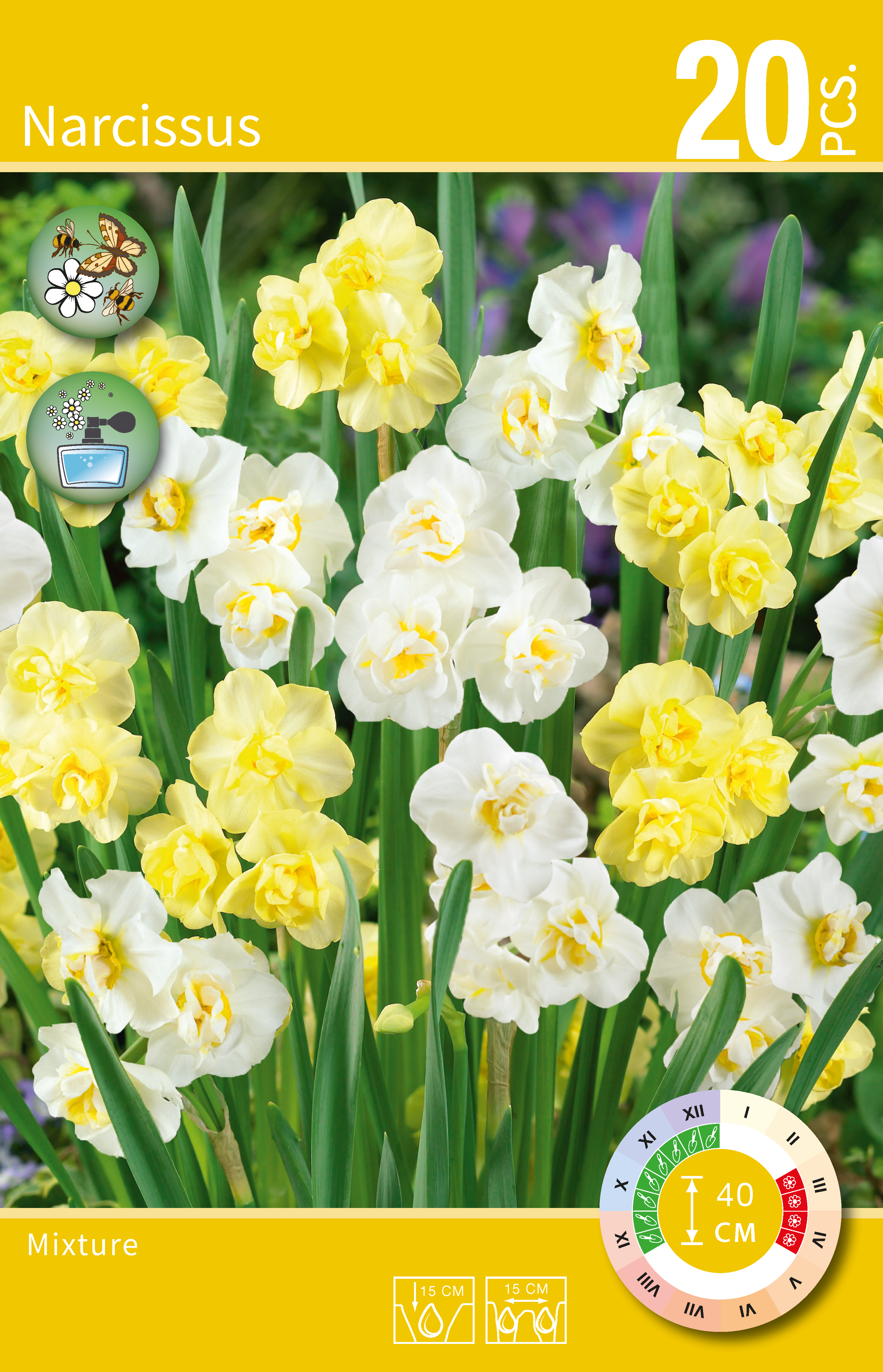 Narcissus