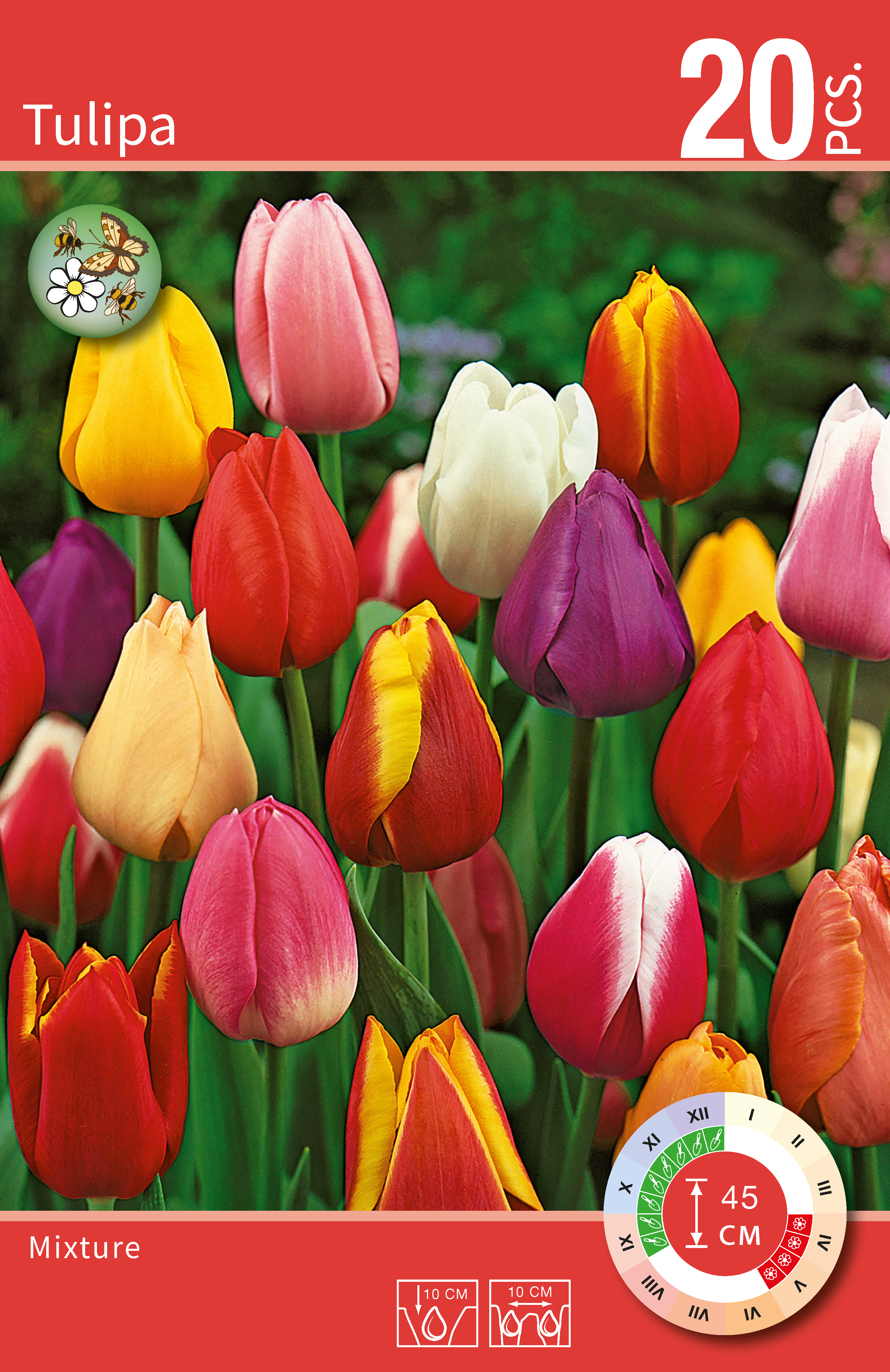 Tulipa