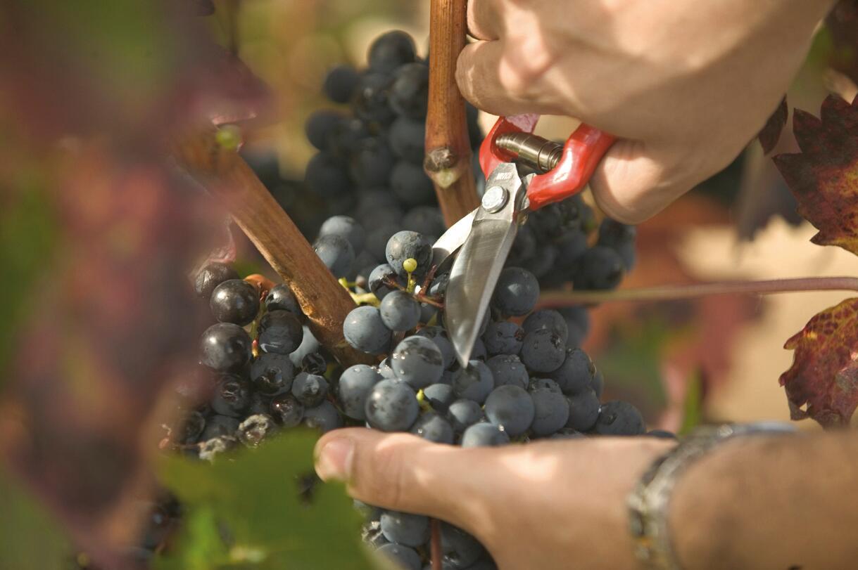 Tesoura para poda BIKAIN 1MÃO RECOLHA - 3