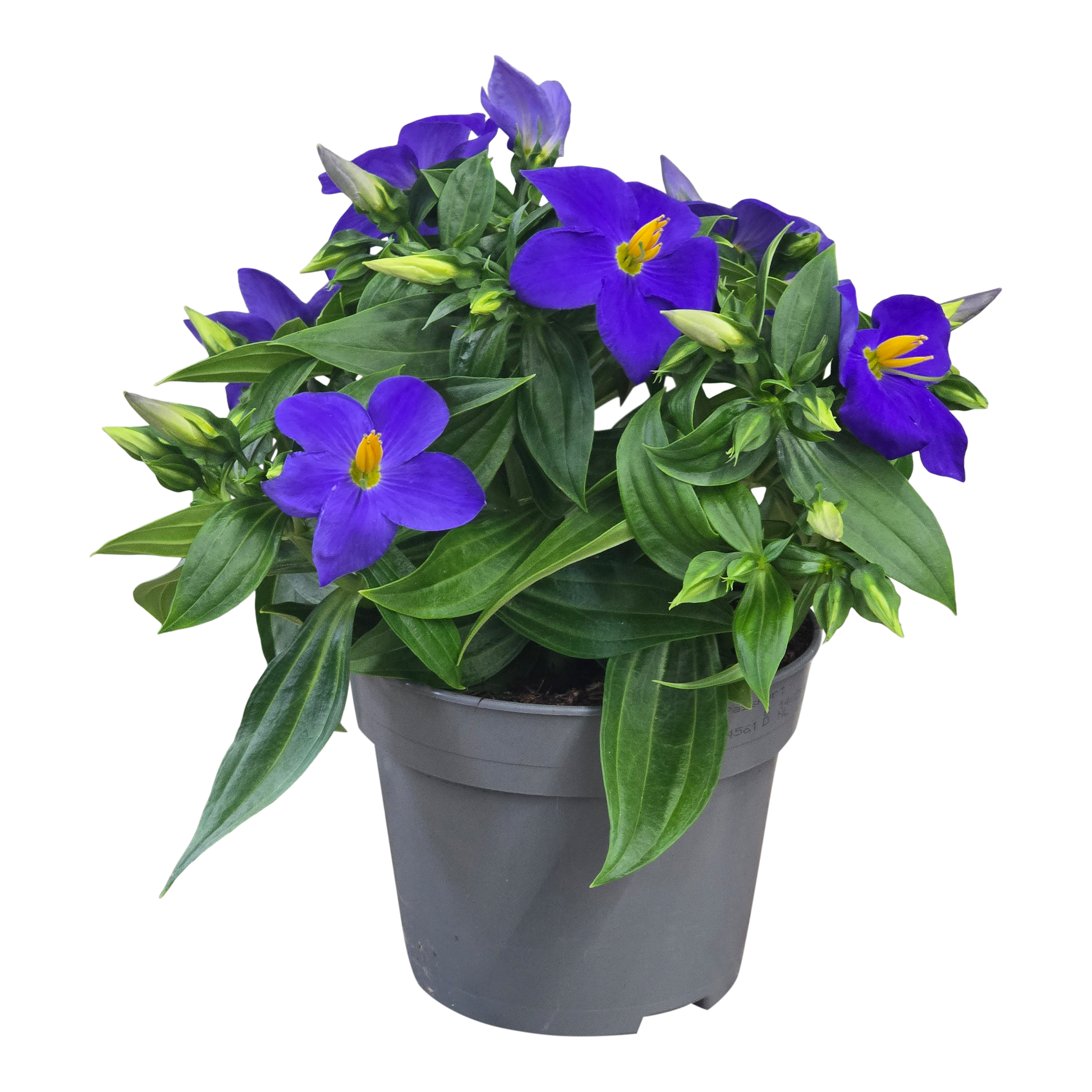 Eksakum Sapphire blue 25-30 cm