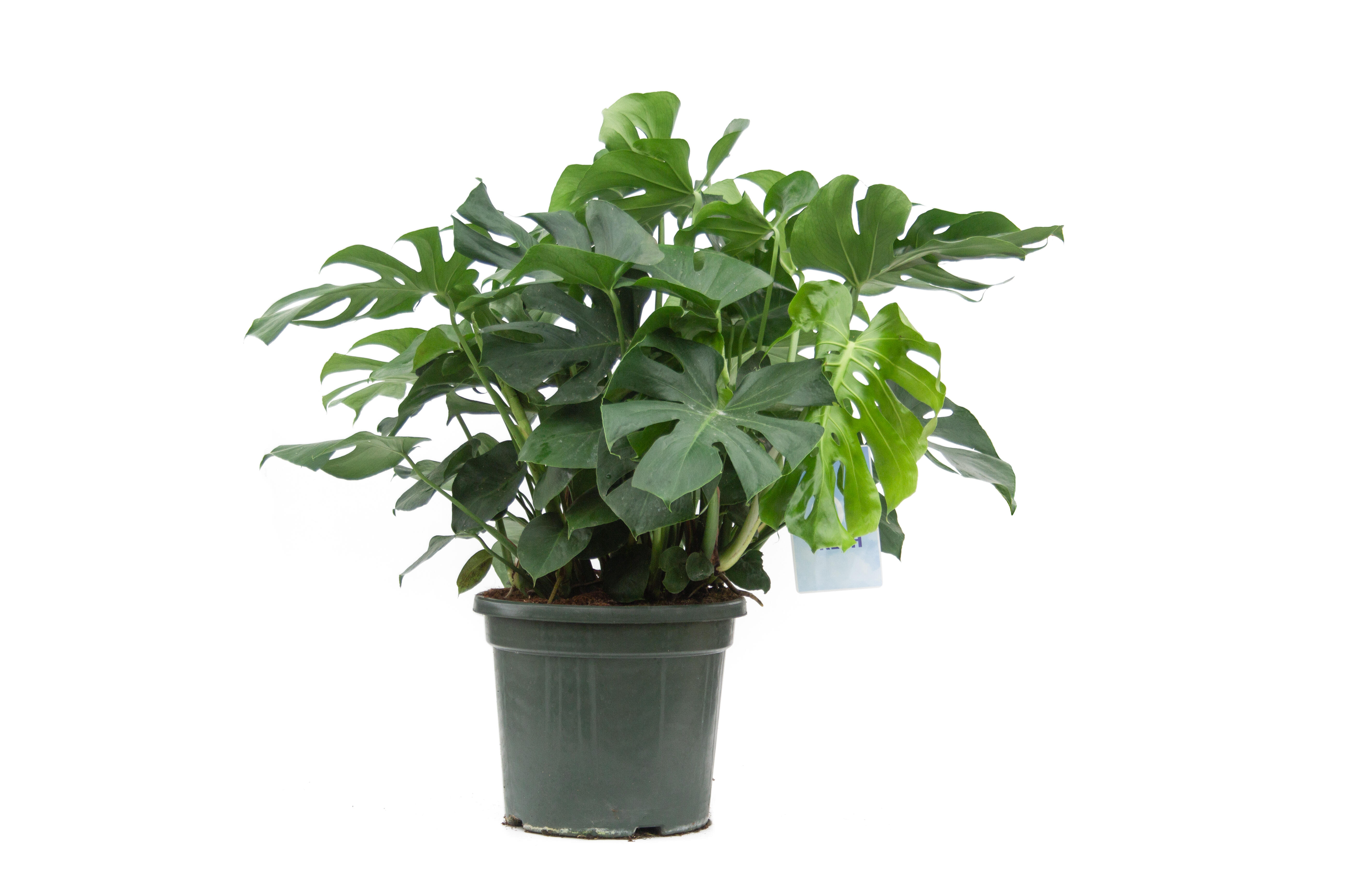 Planta de interior monstera deliciosa
