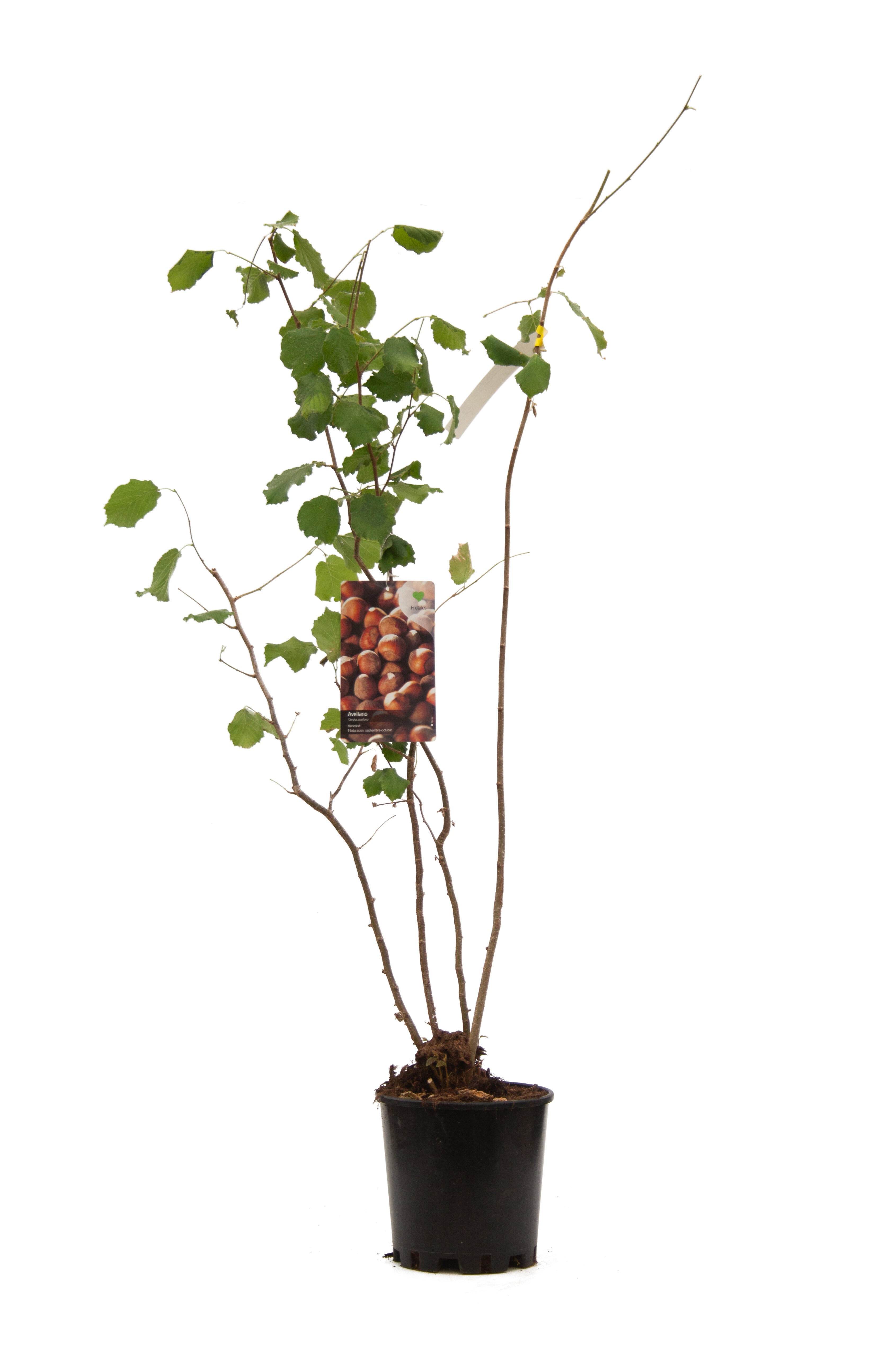 Planta de interior corylus avellana (avellano)