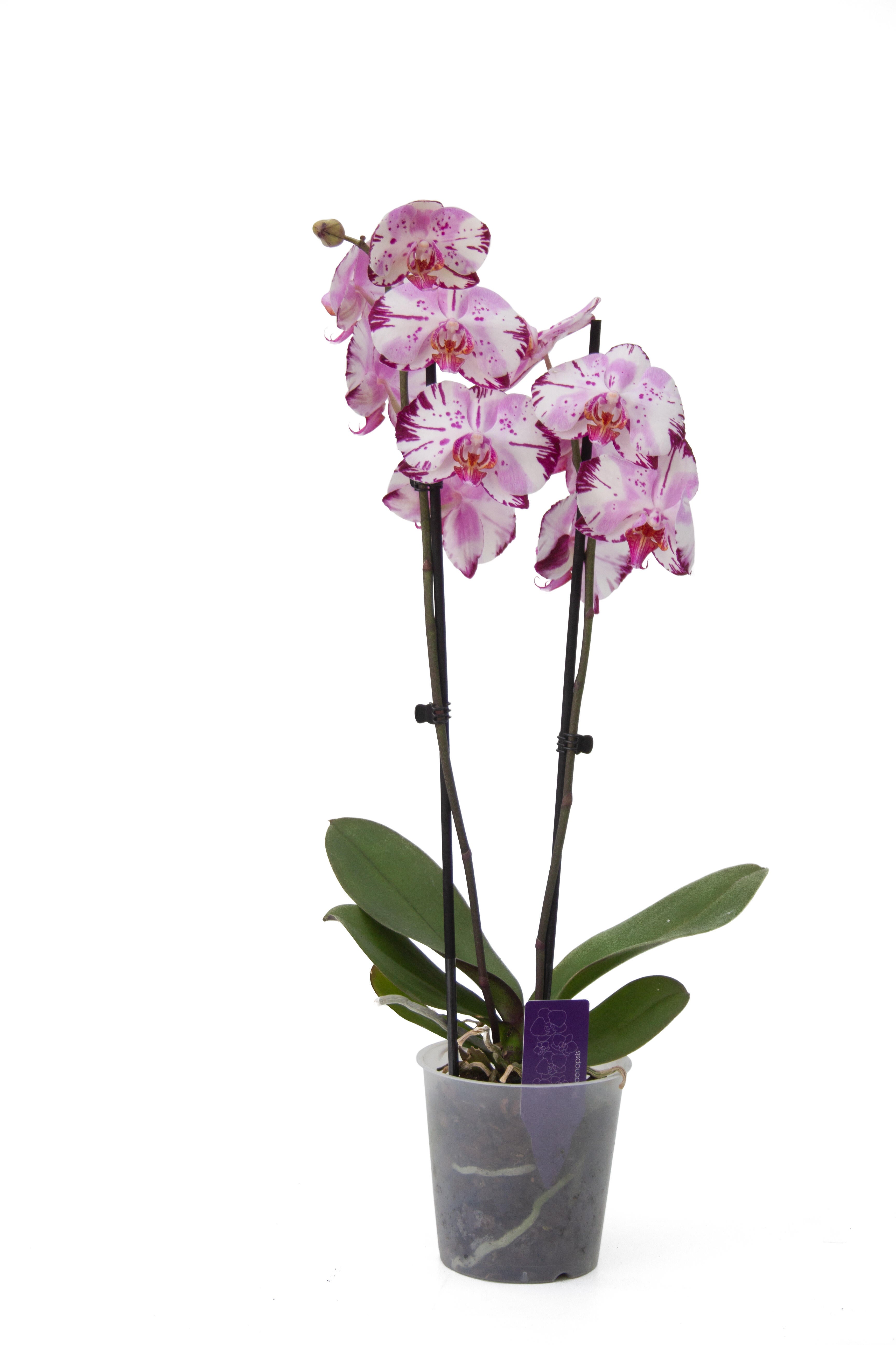 Planta de interior phalaenopsis