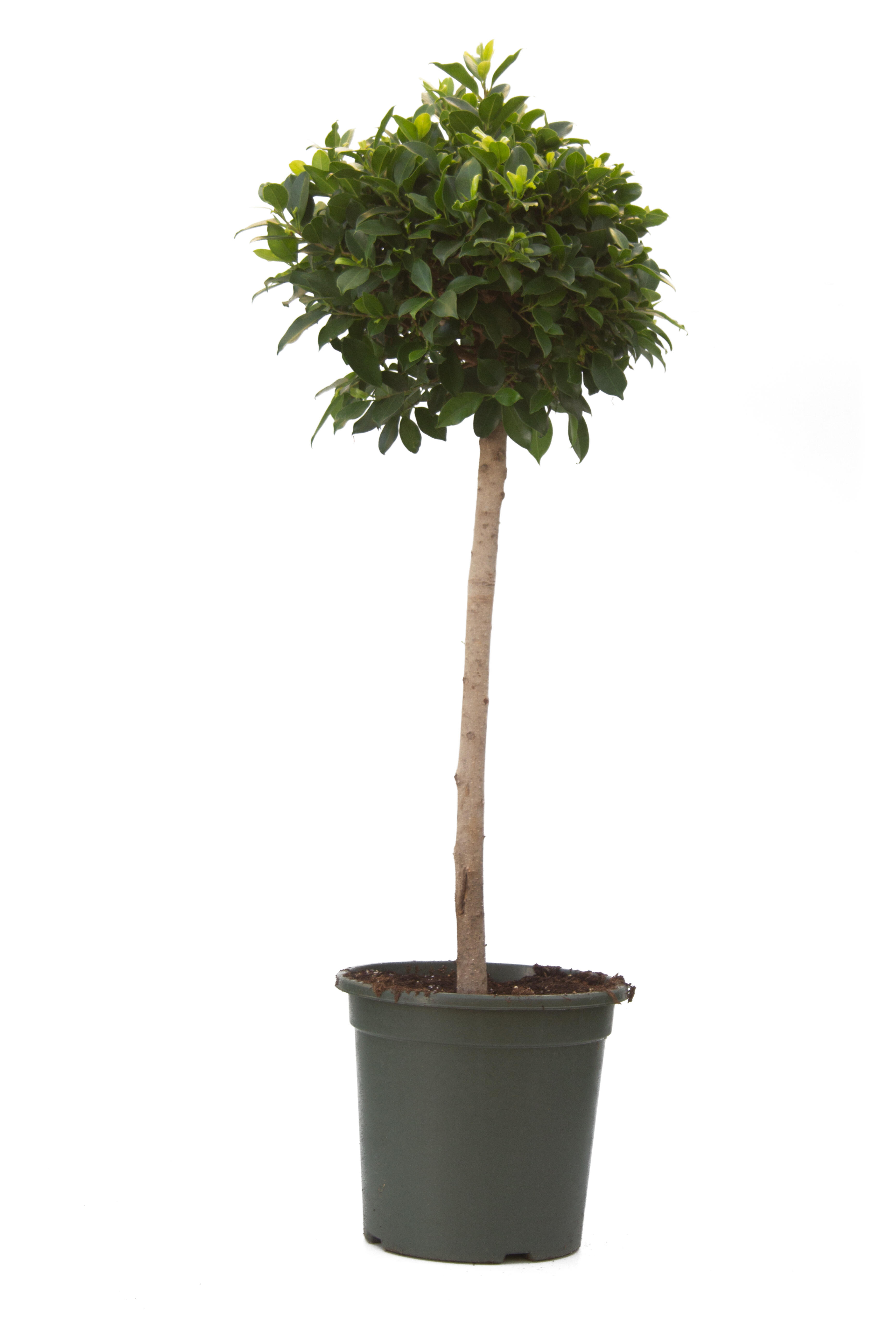 Planta de interior ficus nitida