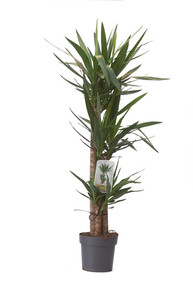 Planta verde Yucca Elephantipes en maceta de 22 cm