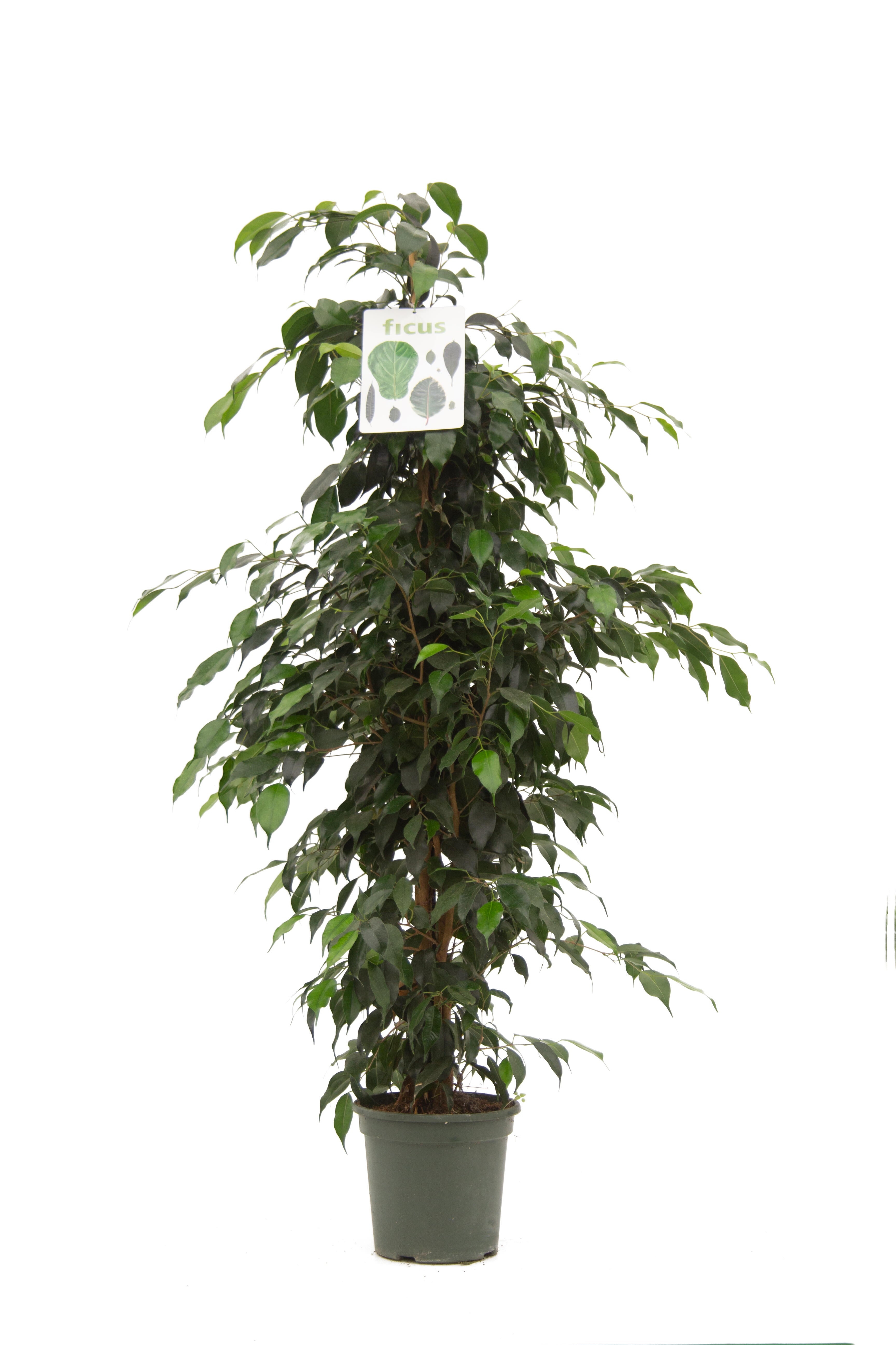 Planta de interior ficus benjamina 'danielle'