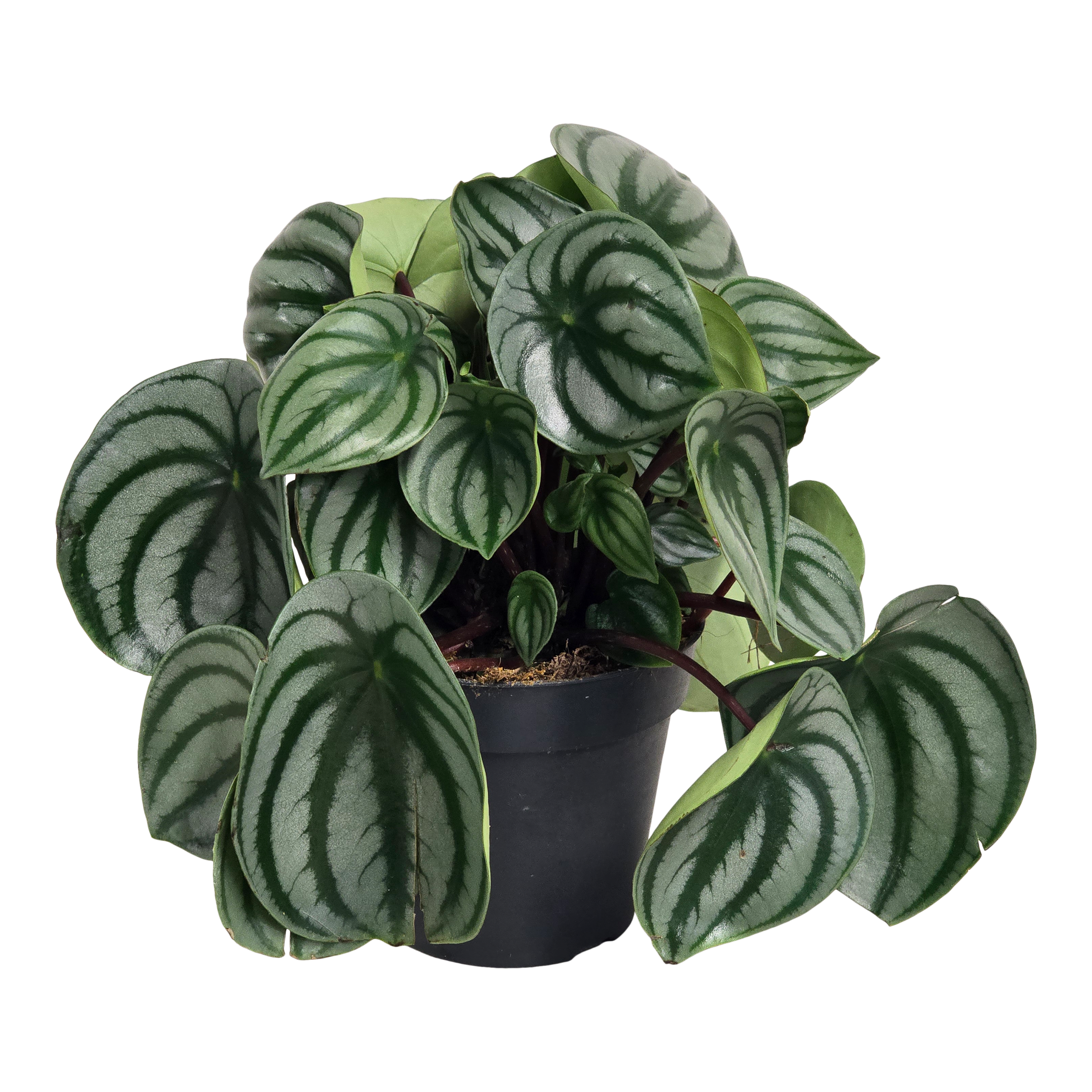 Peperomia Argyreia 20 cm