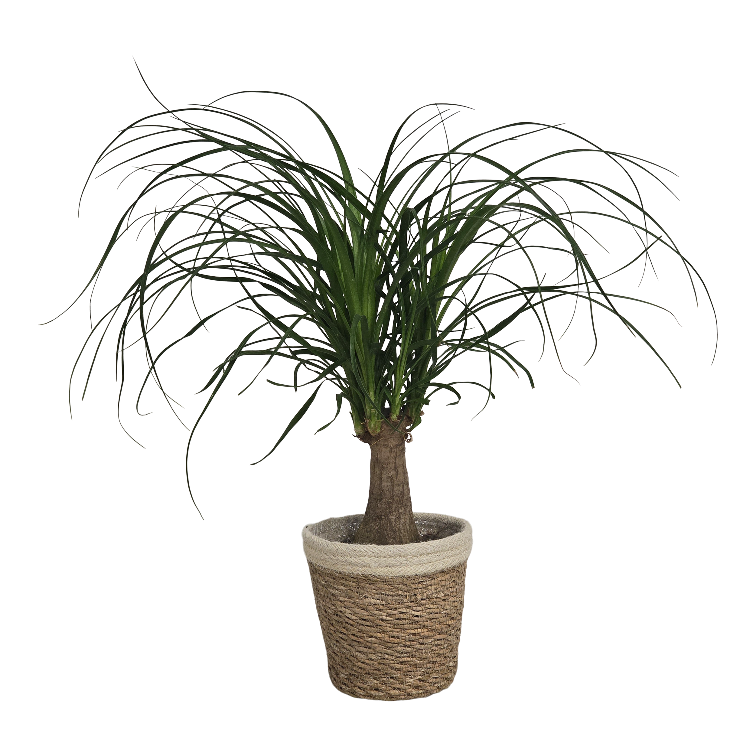 Beaucarnea Recurvata 35 cm