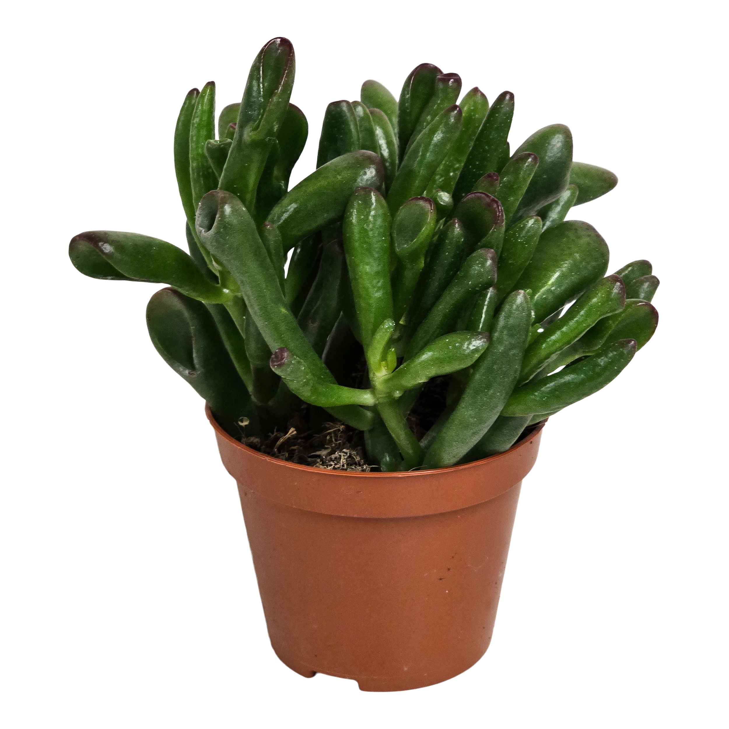 Grubosz Hobbit 14 cm