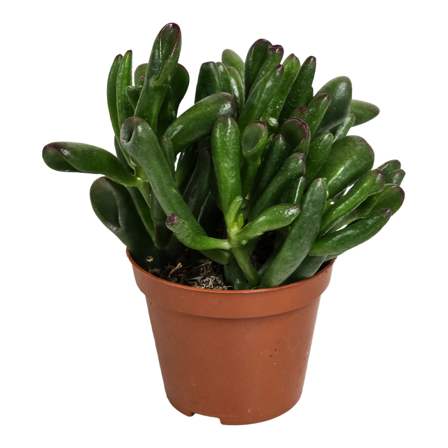 Grubosz Hobbit 14 cm