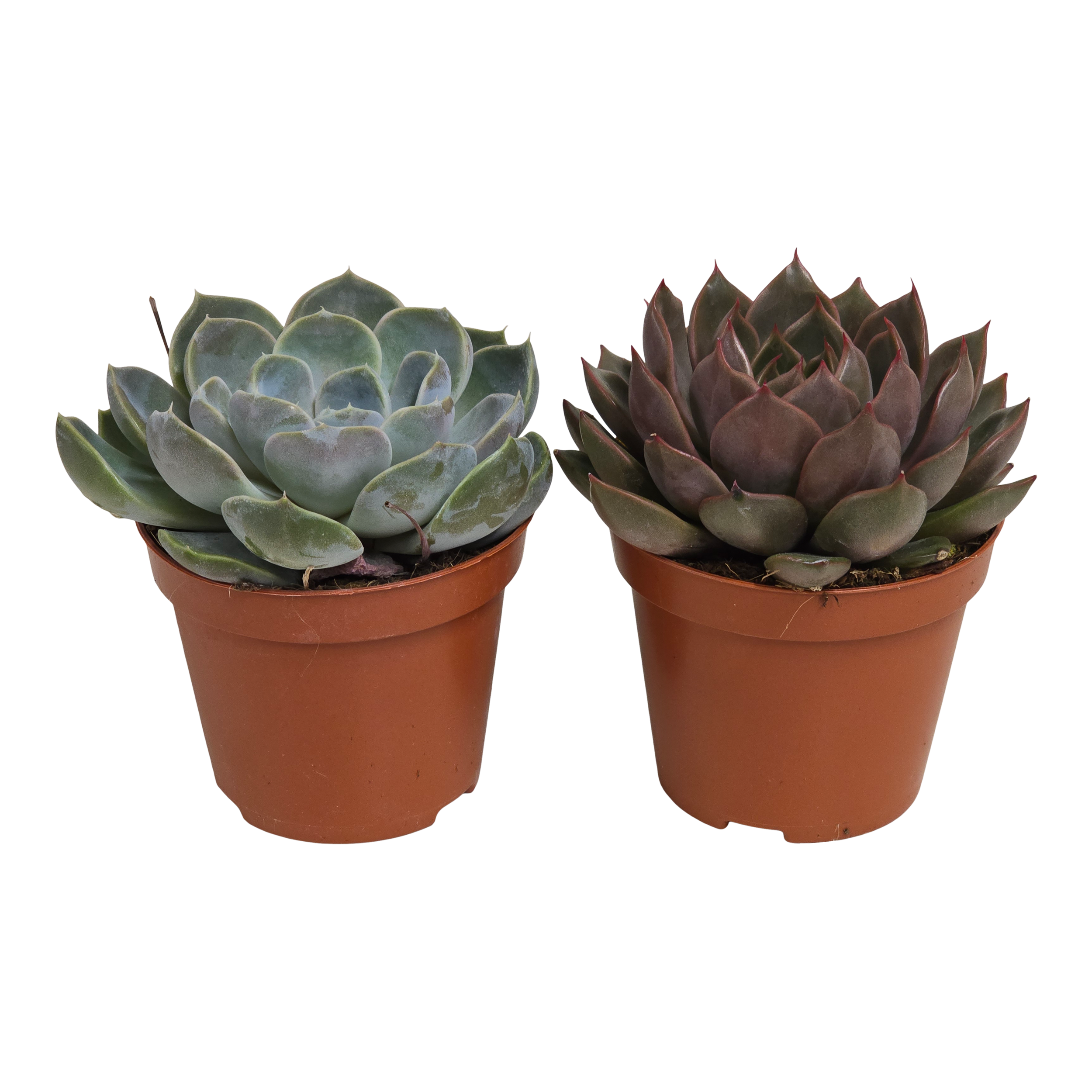 Eszeweria mix 14 cm
