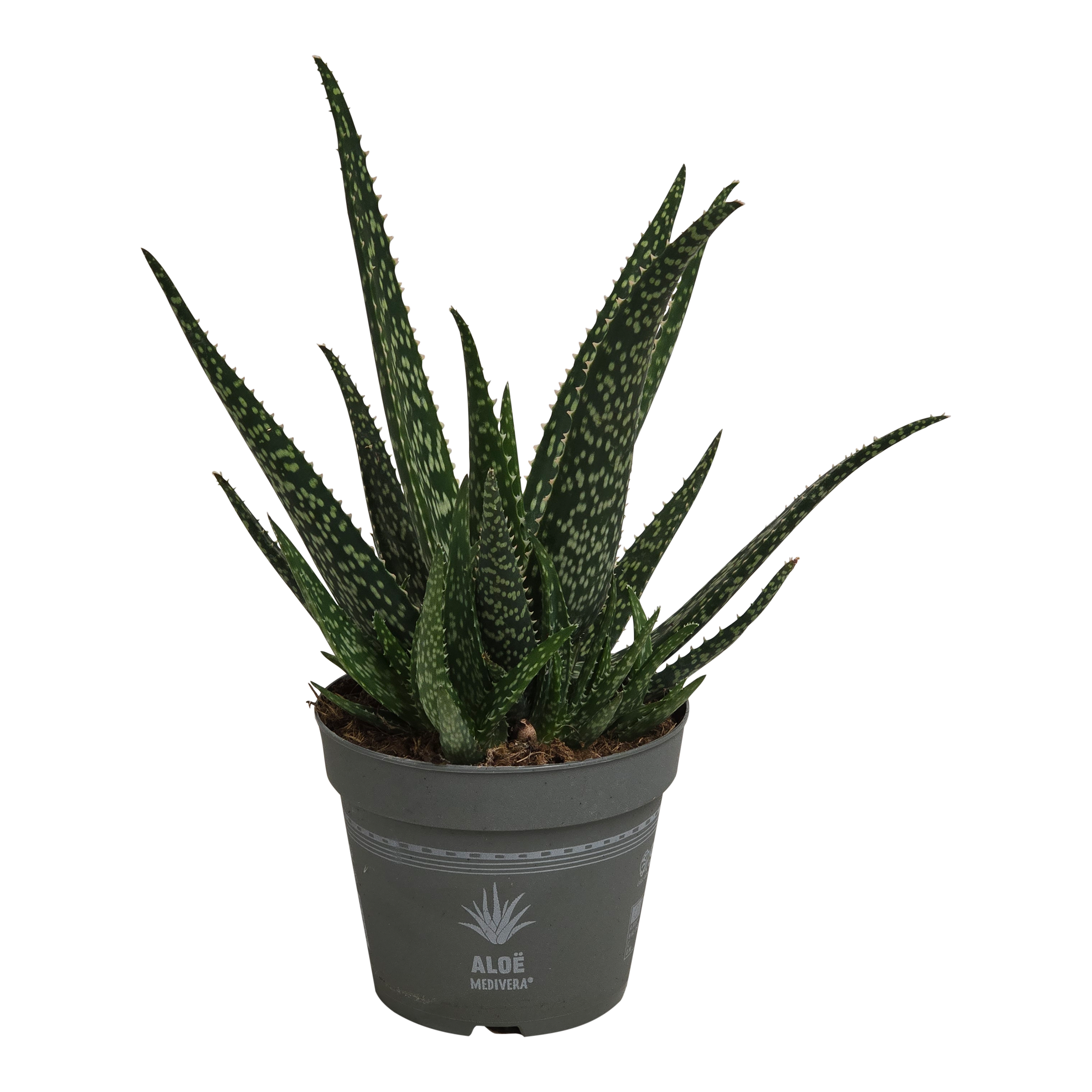 Aloes Medivera mix 30 cm