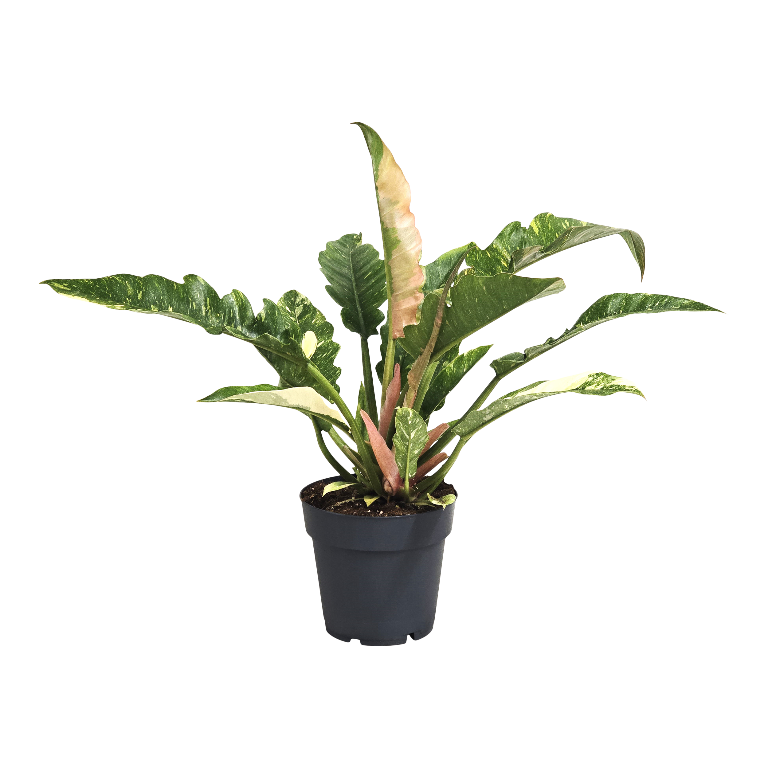 Filodendron Ring of Fire 35 cm