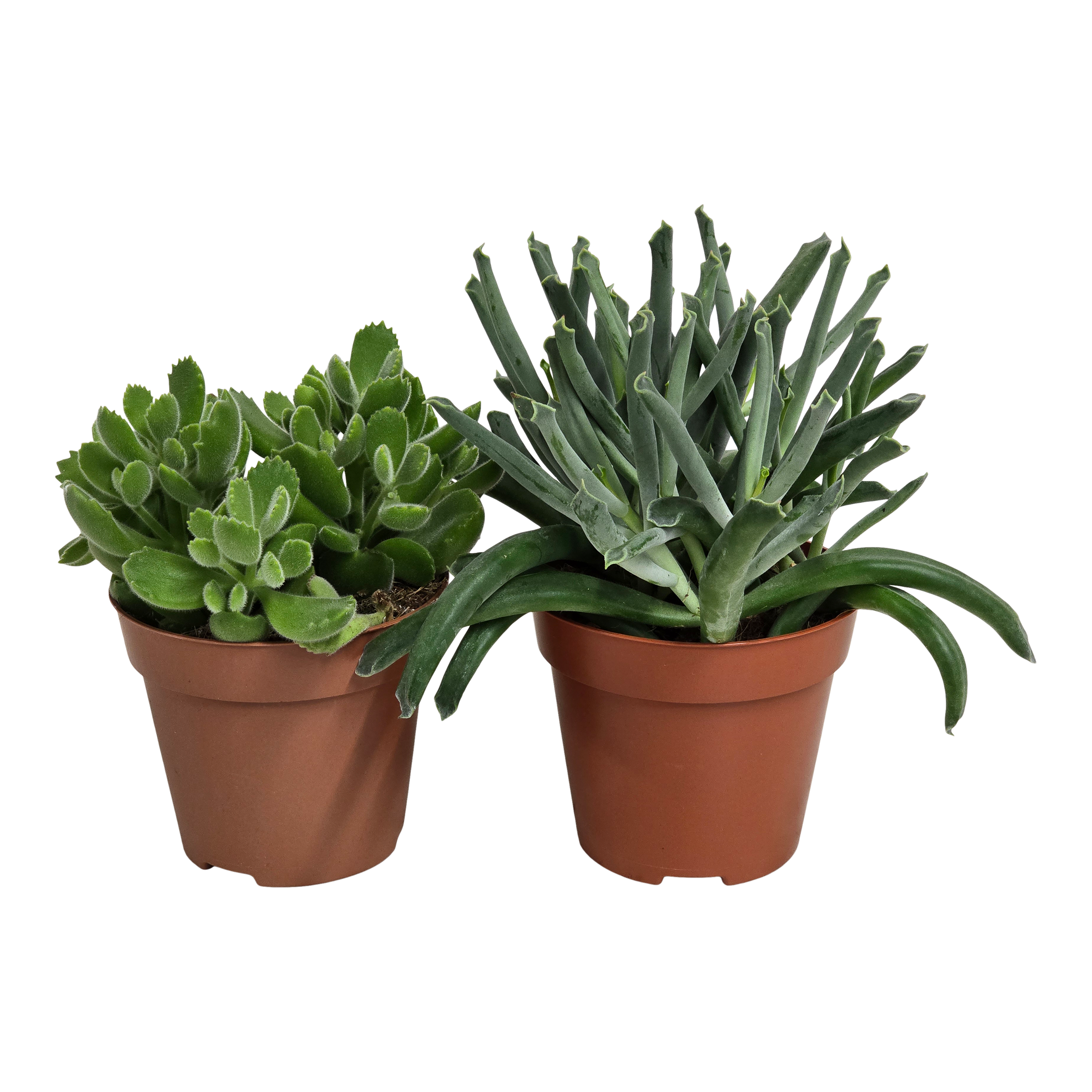 Kotyledon mix 15 cm