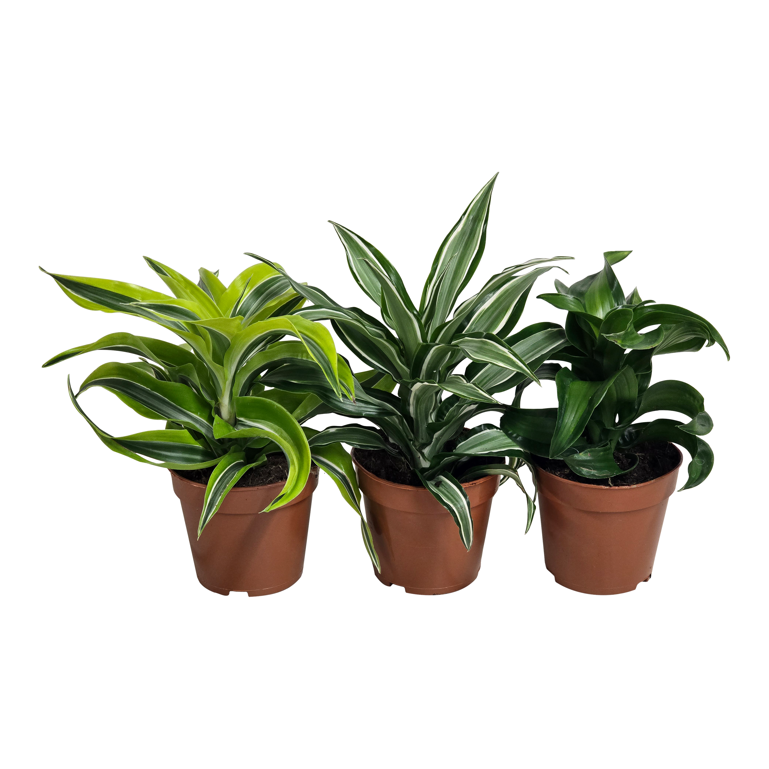 Dracena Dragon mix 22 cm