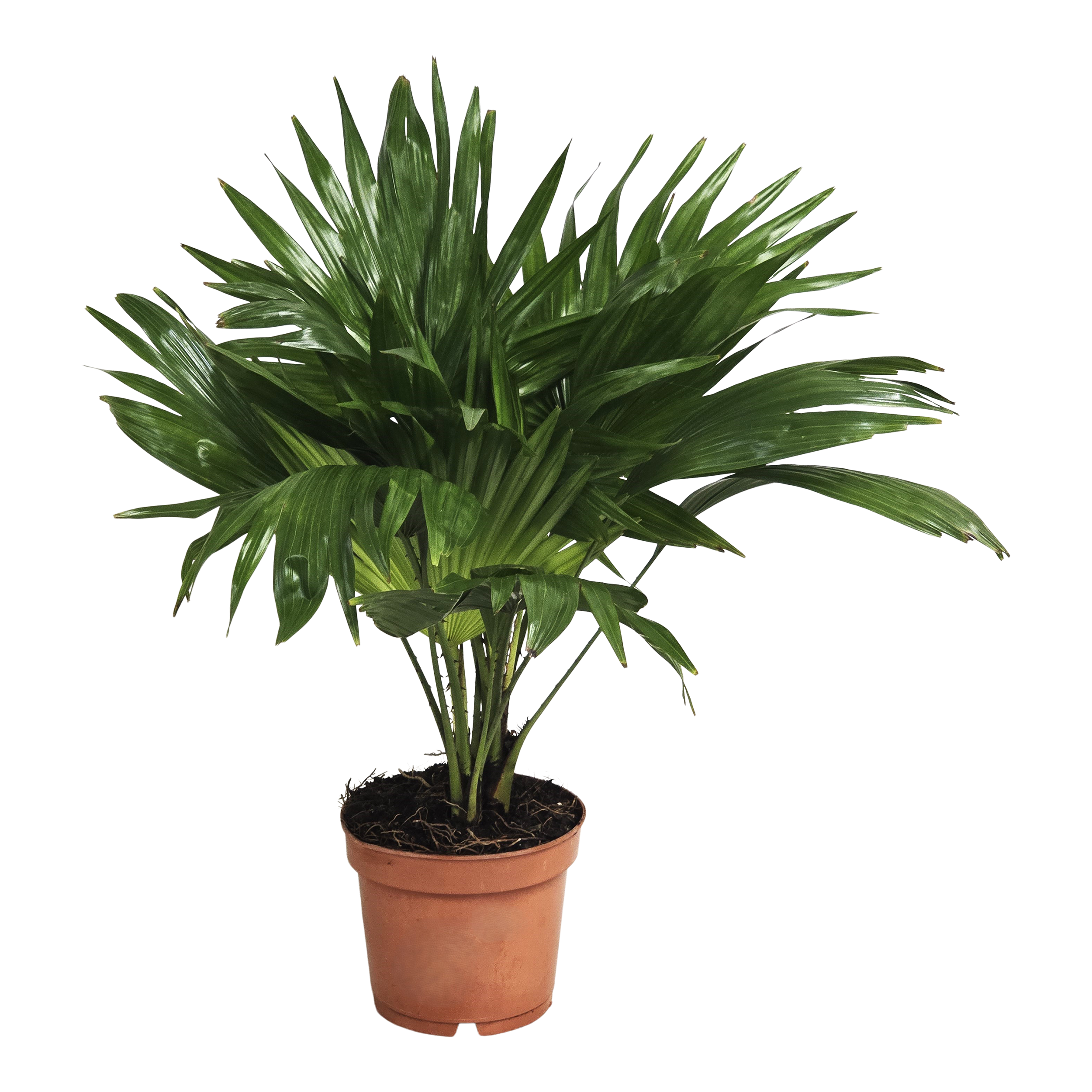 Liwistona Rotundifolia 50 cm