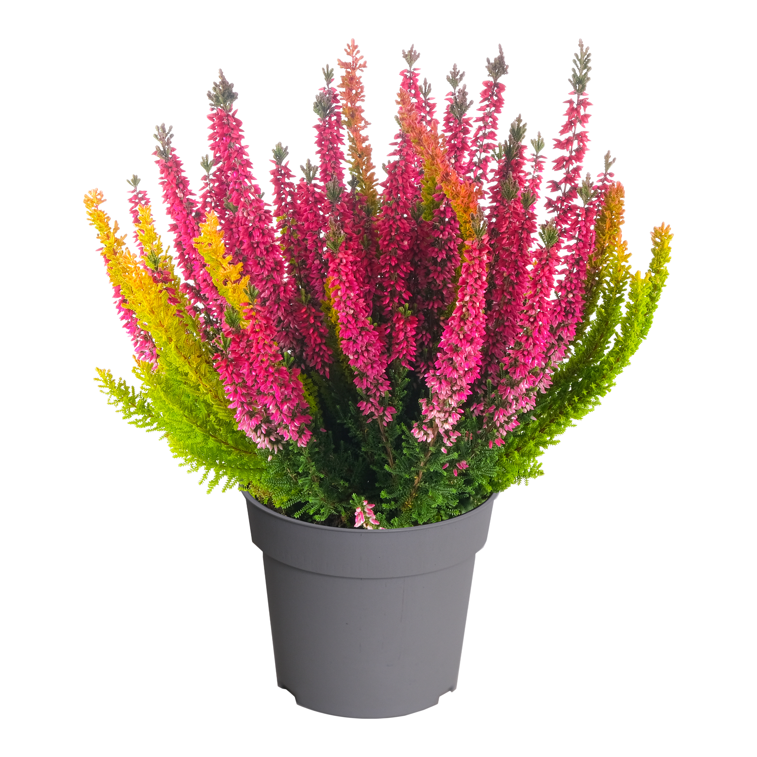 Wrzos Ladies Symphony 25 cm