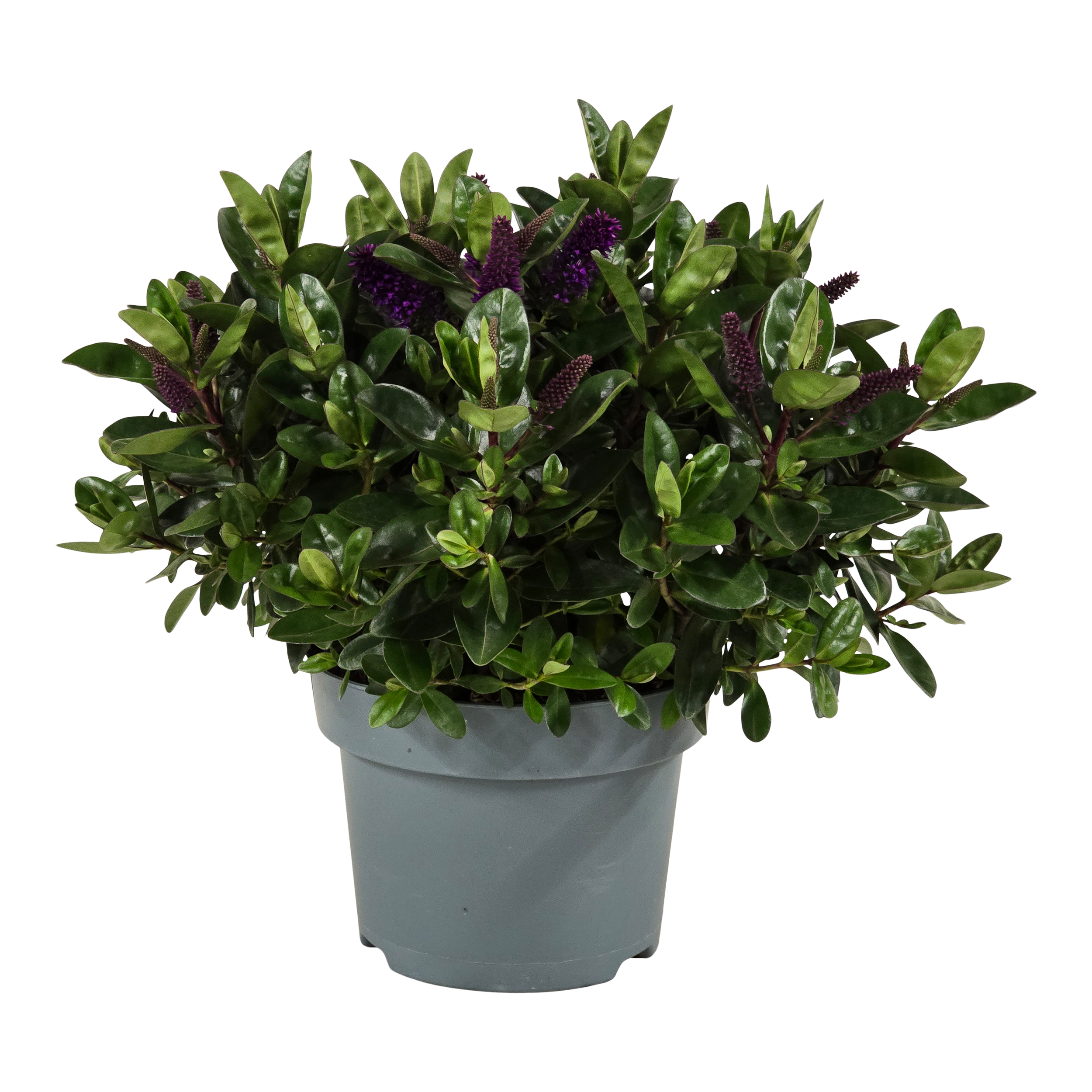 Hebe Addenda 50 cm