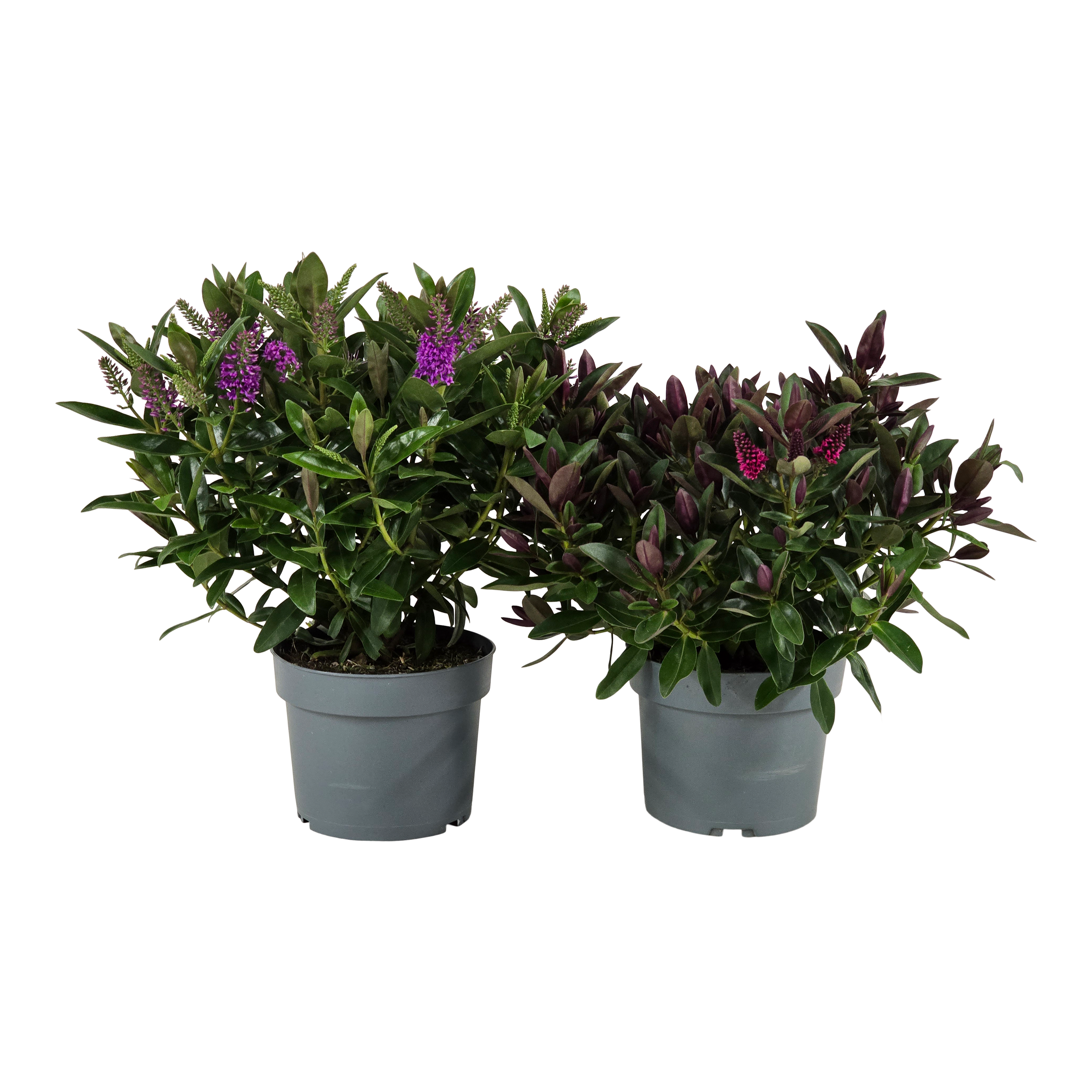 Hebe Addenda 35 cm