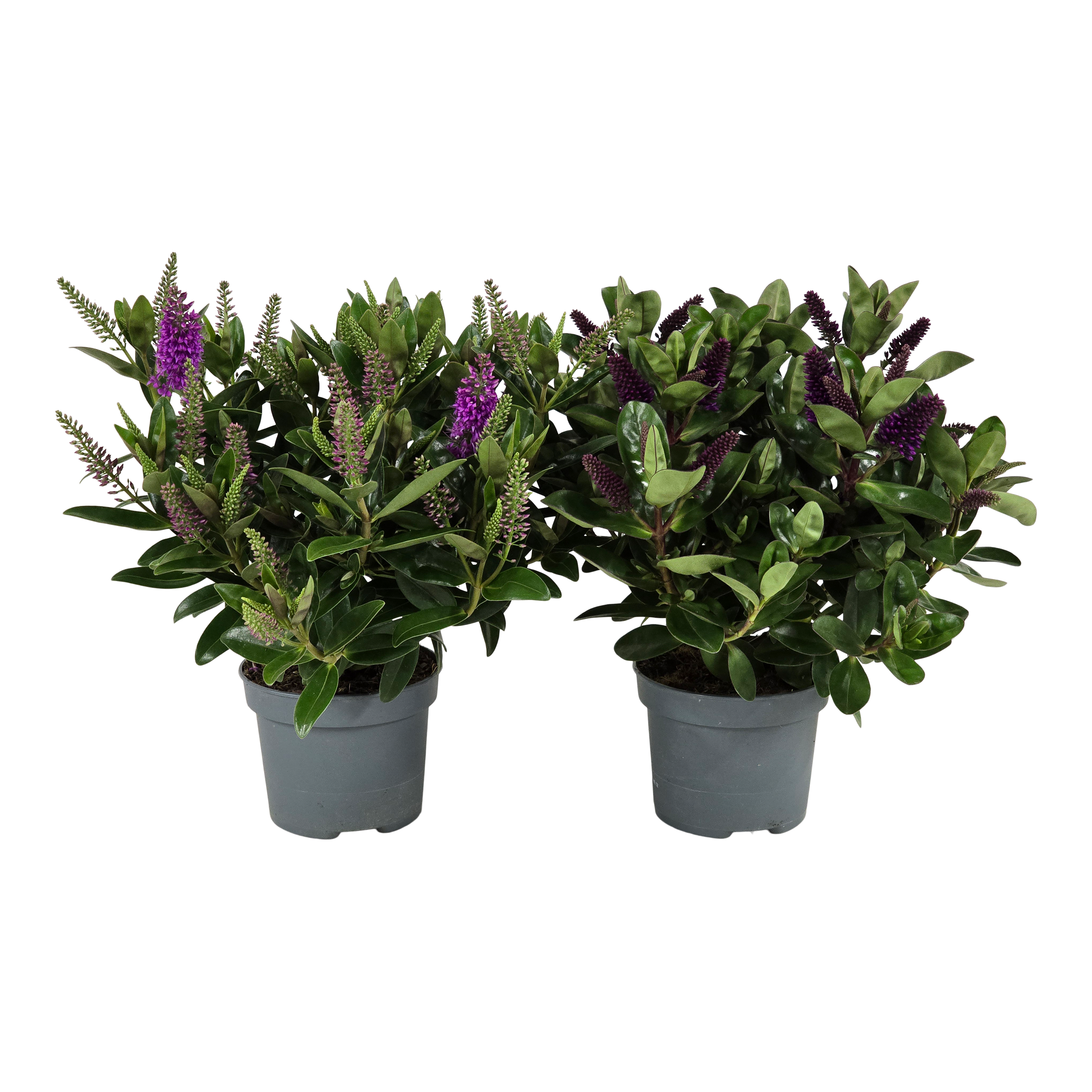 Hebe Addenda 30 cm
