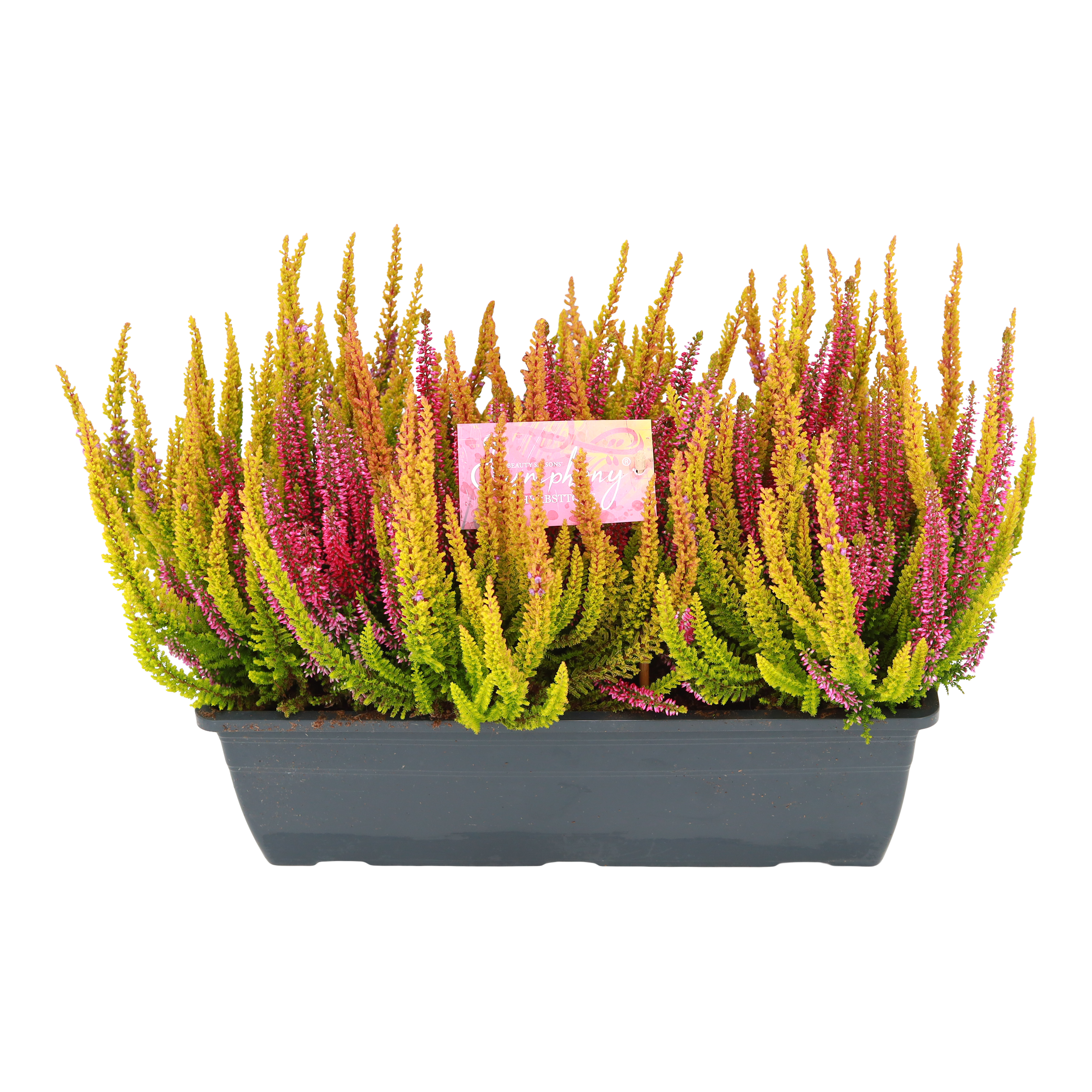 Wrzos Ladies Symphony 30 cm