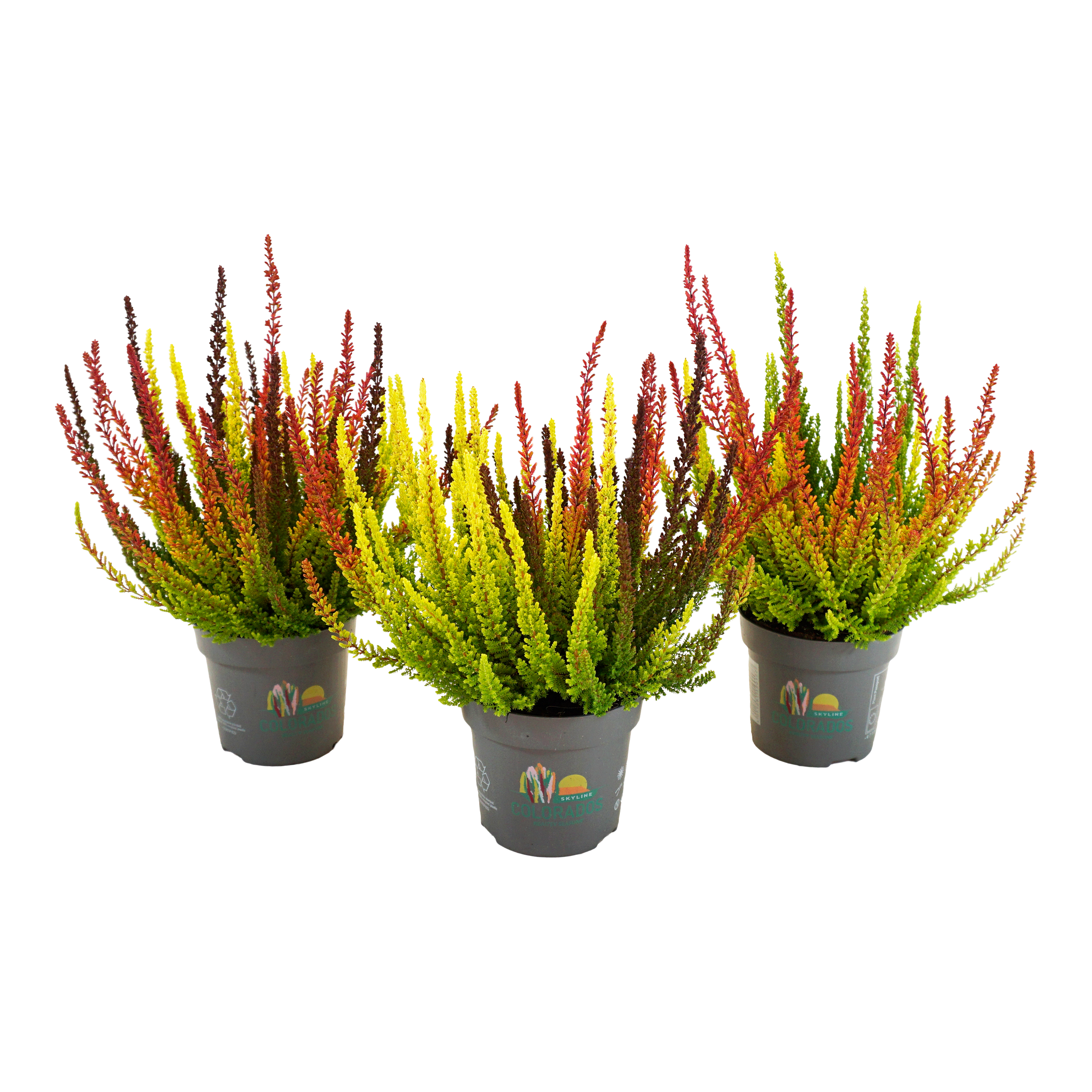 Wrzos Ladies Colorados 25 cm