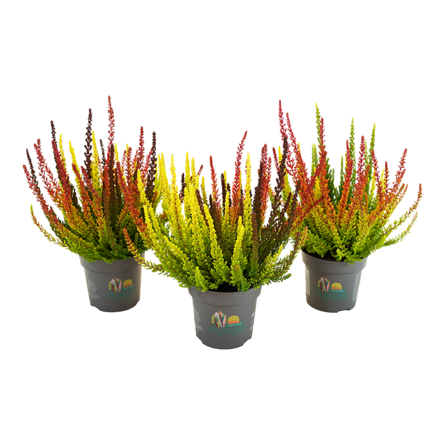 Wrzos Ladies Colorados 25 cm