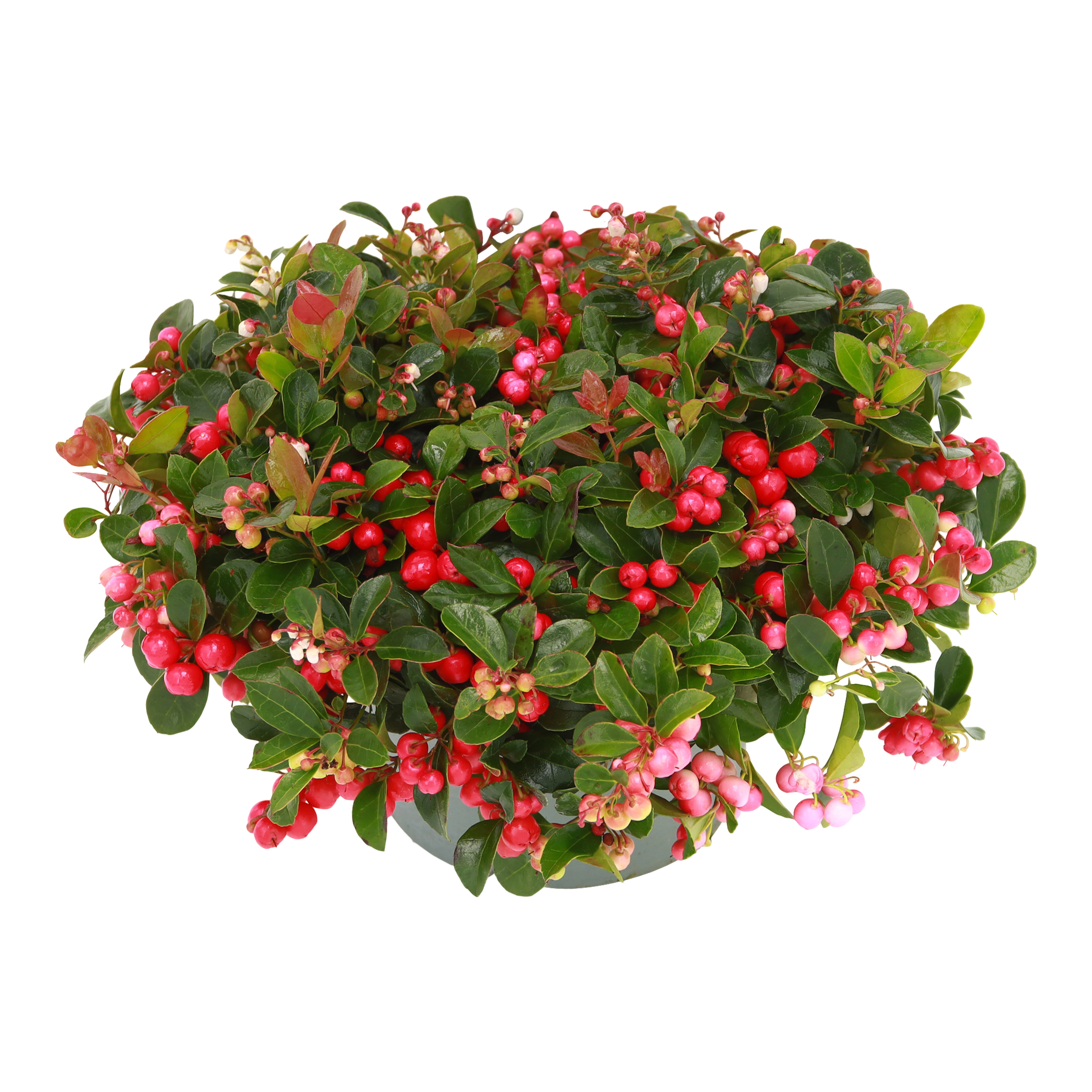 Golteria Speedy Baron Winterpearls 25 cm