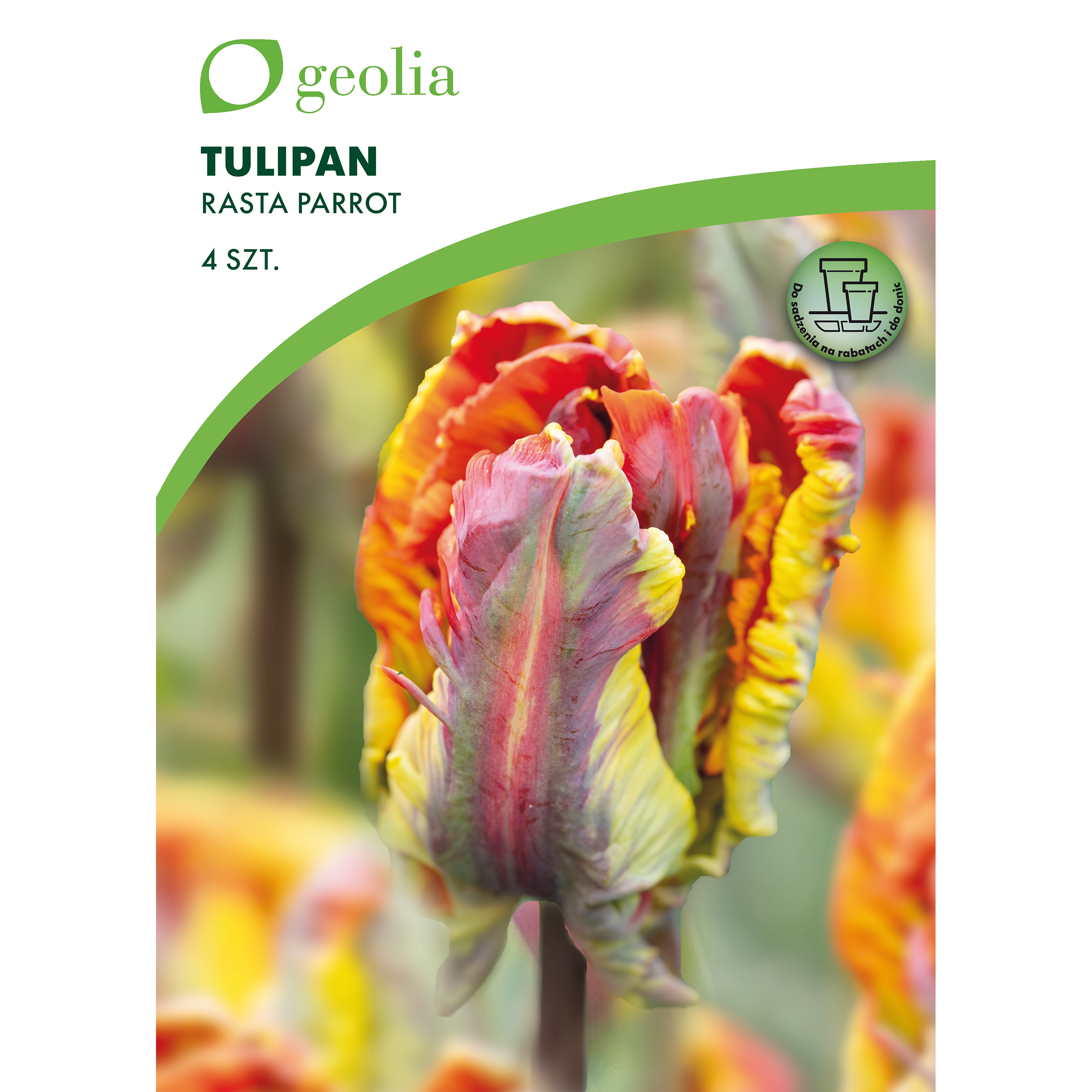 Tulipan Rasta Parrot