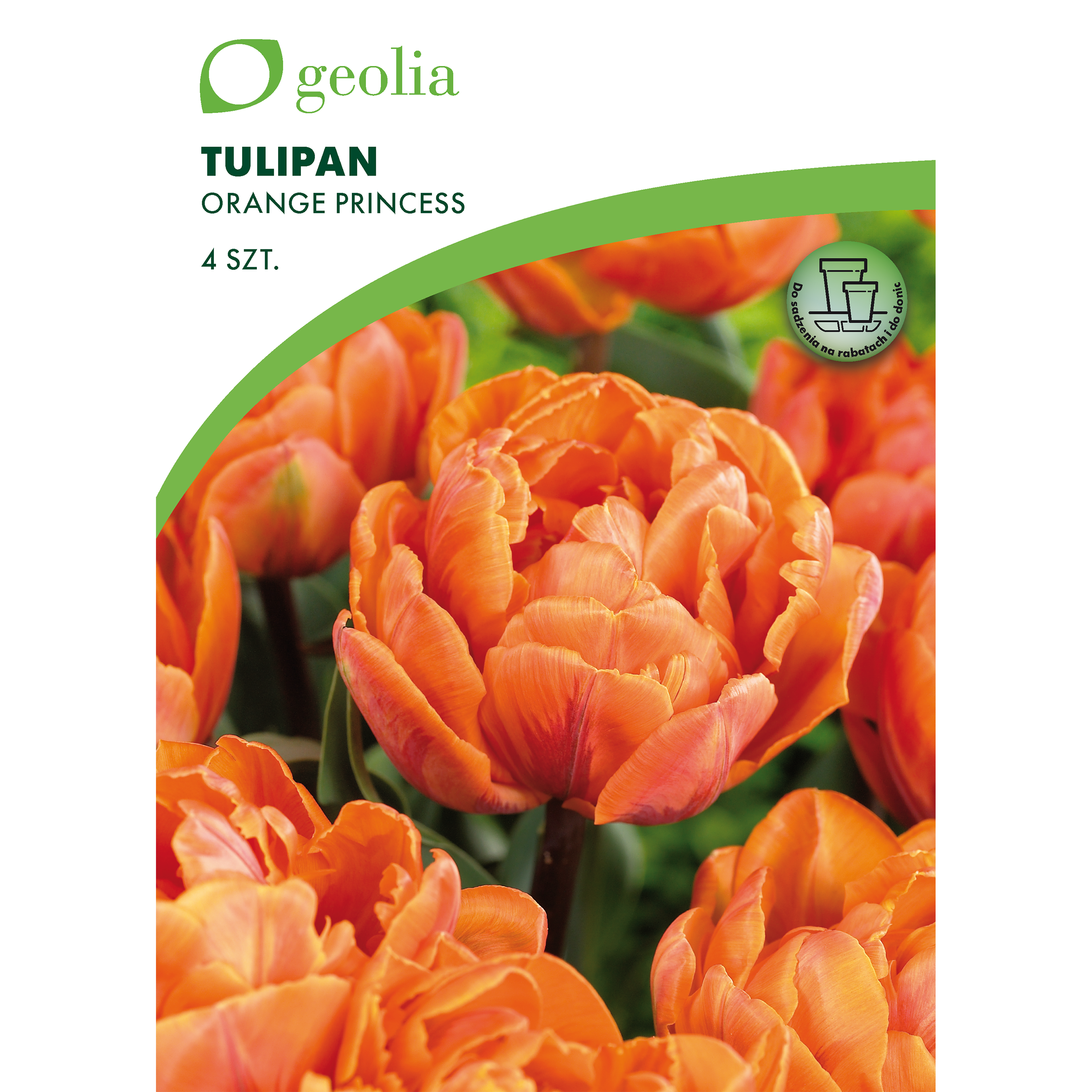 Tulipan Orange Princess