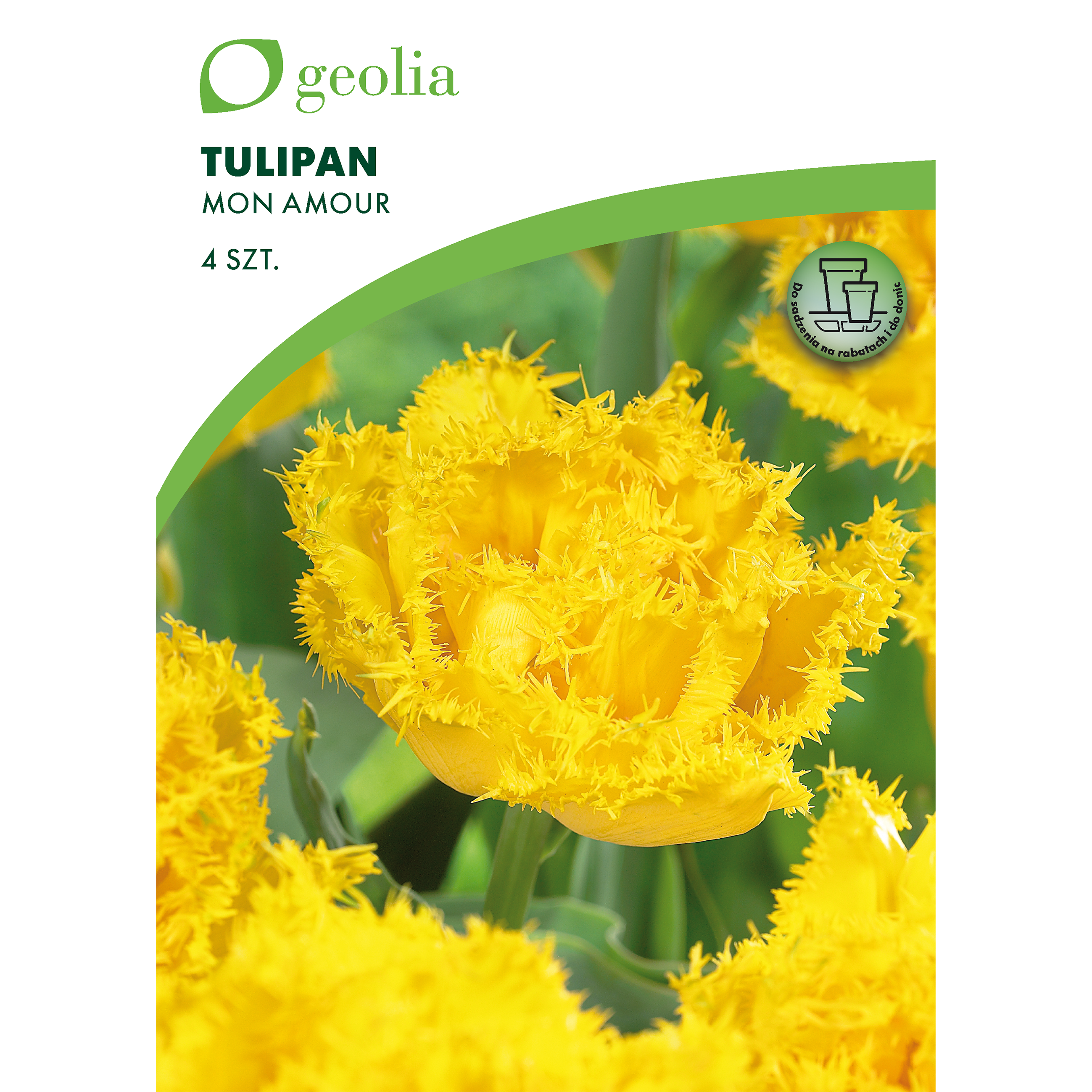 Tulipan Mon amour