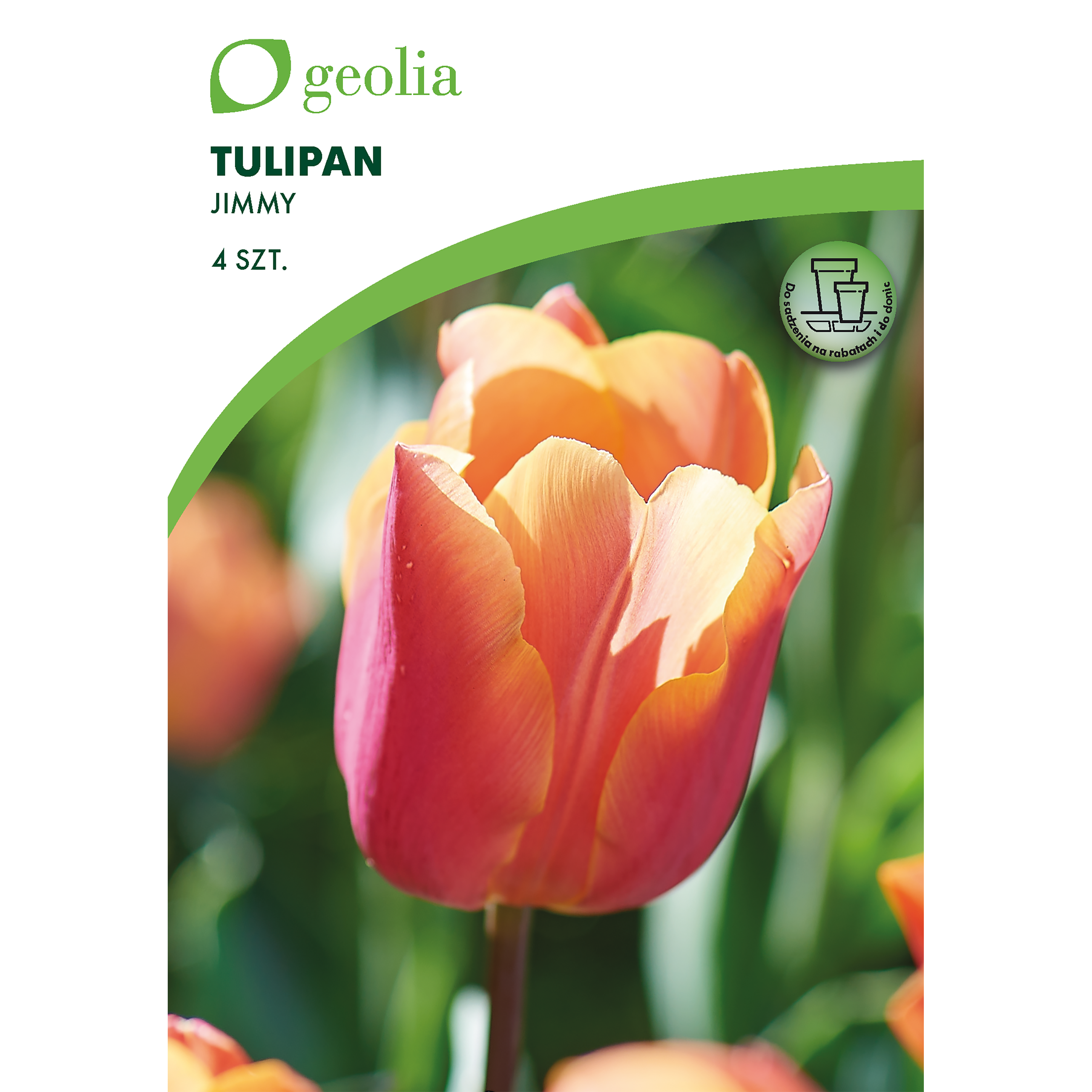 Tulipan Jimmy