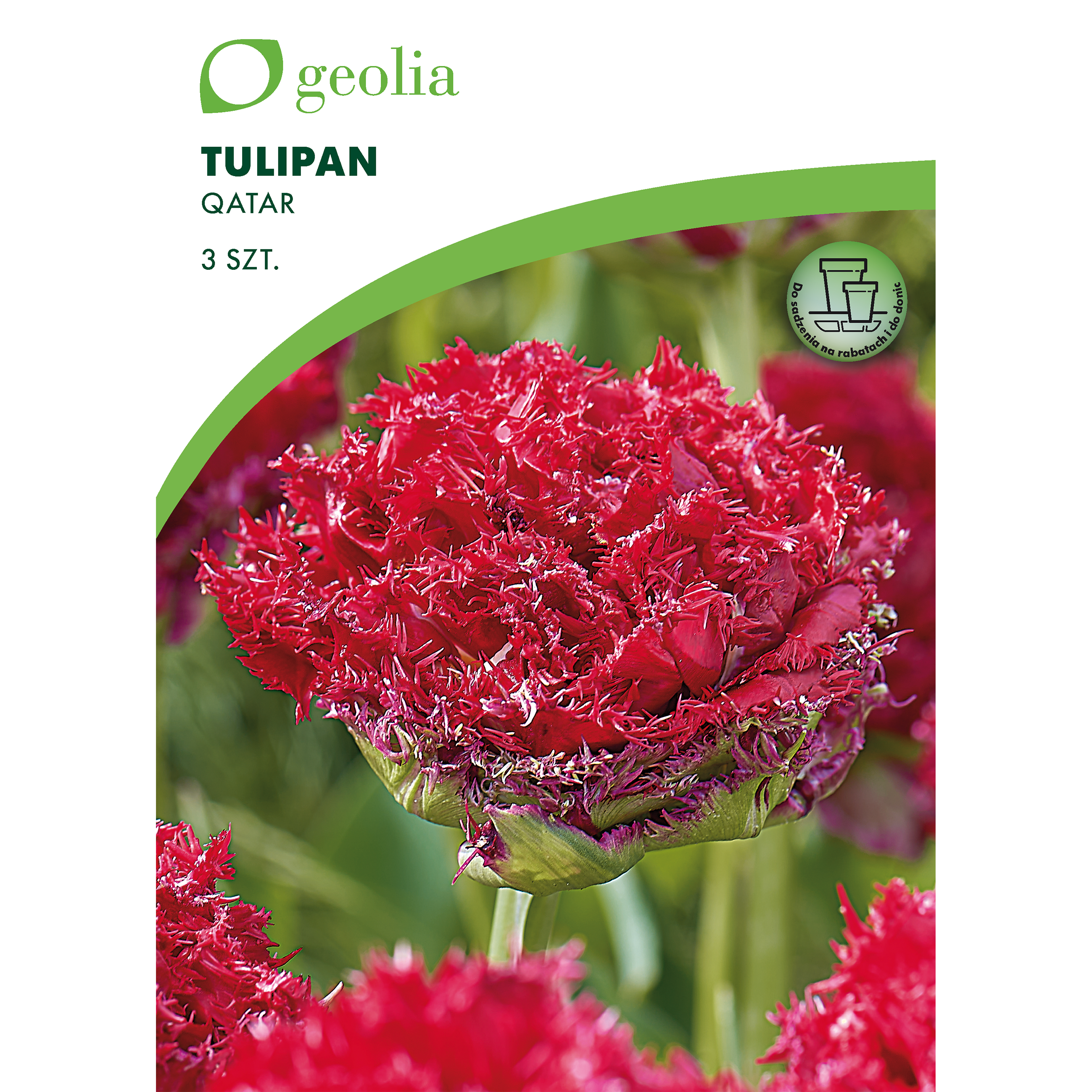 Tulipan Qatar