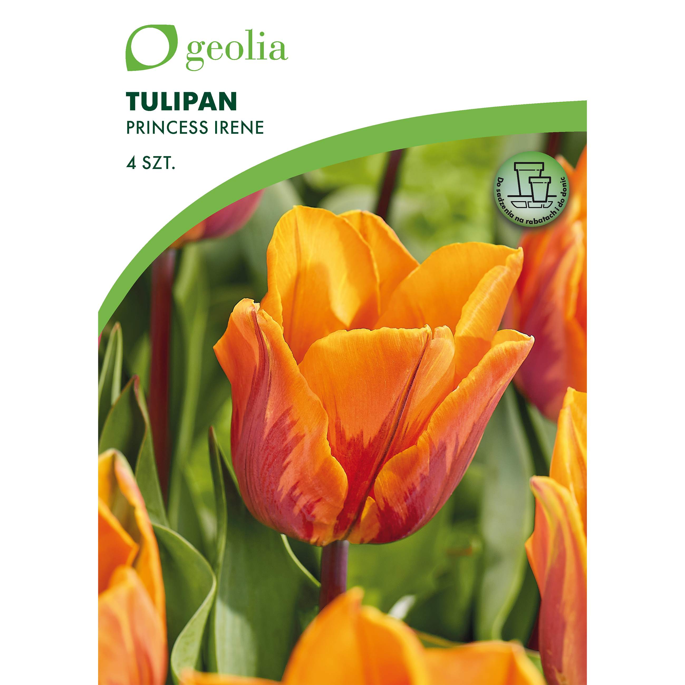 Tulipan Princess Irene