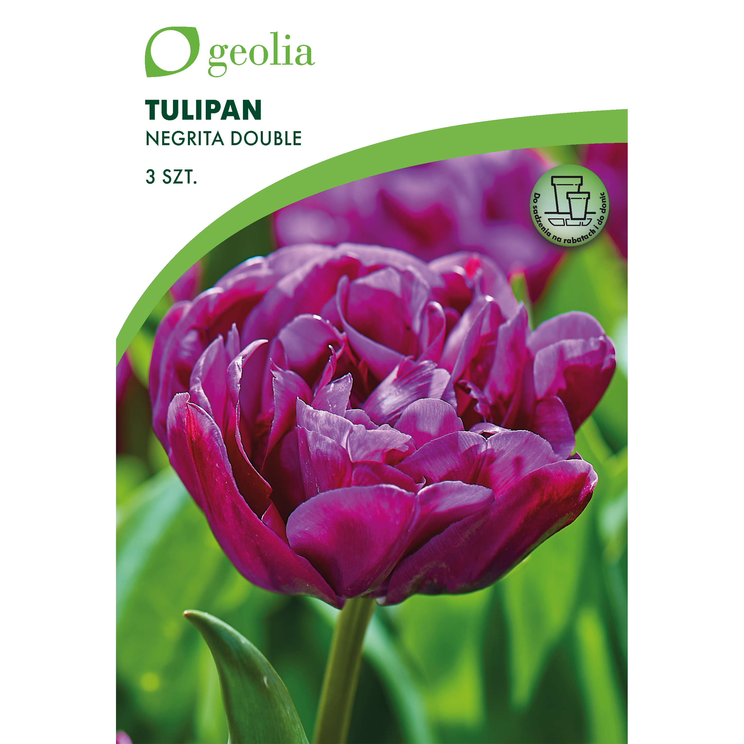 Tulipan Negrita Double