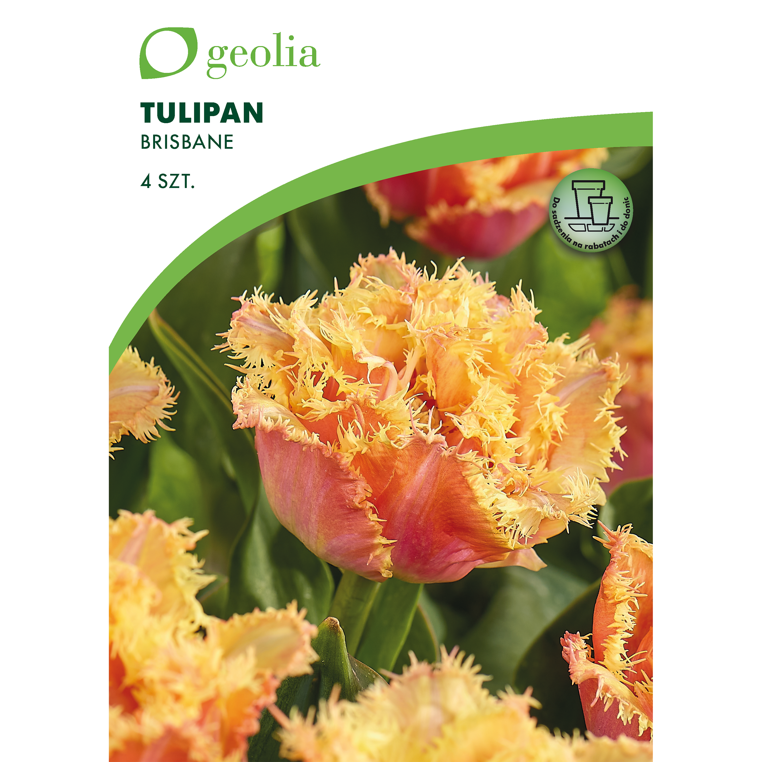 Tulipan Brisbane