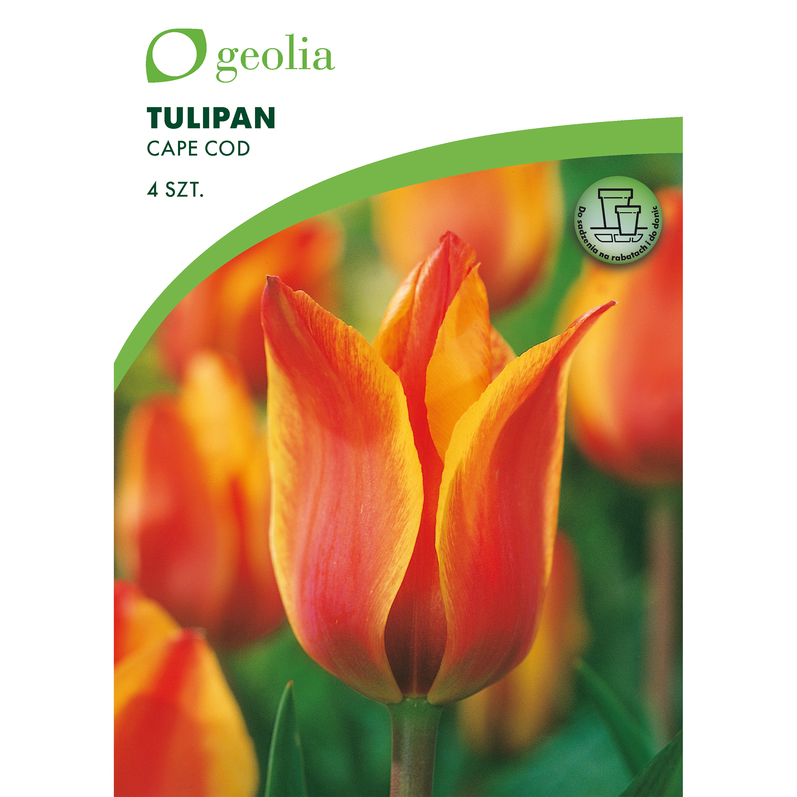 Tulipan Cape Cod 11/12 4szt. cebulki kwiatów Geolia