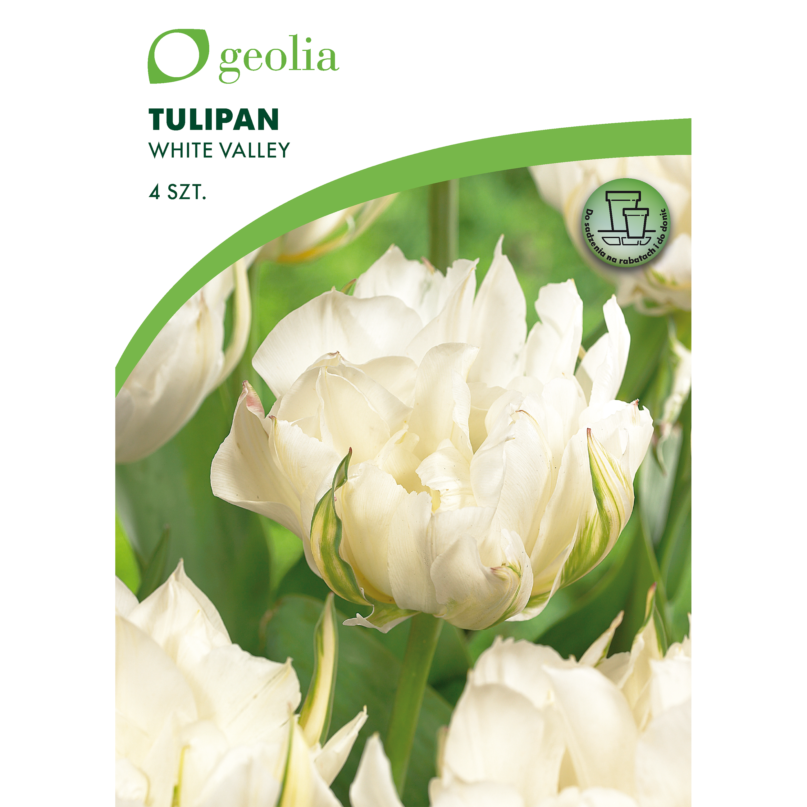 Tulipan White Valley