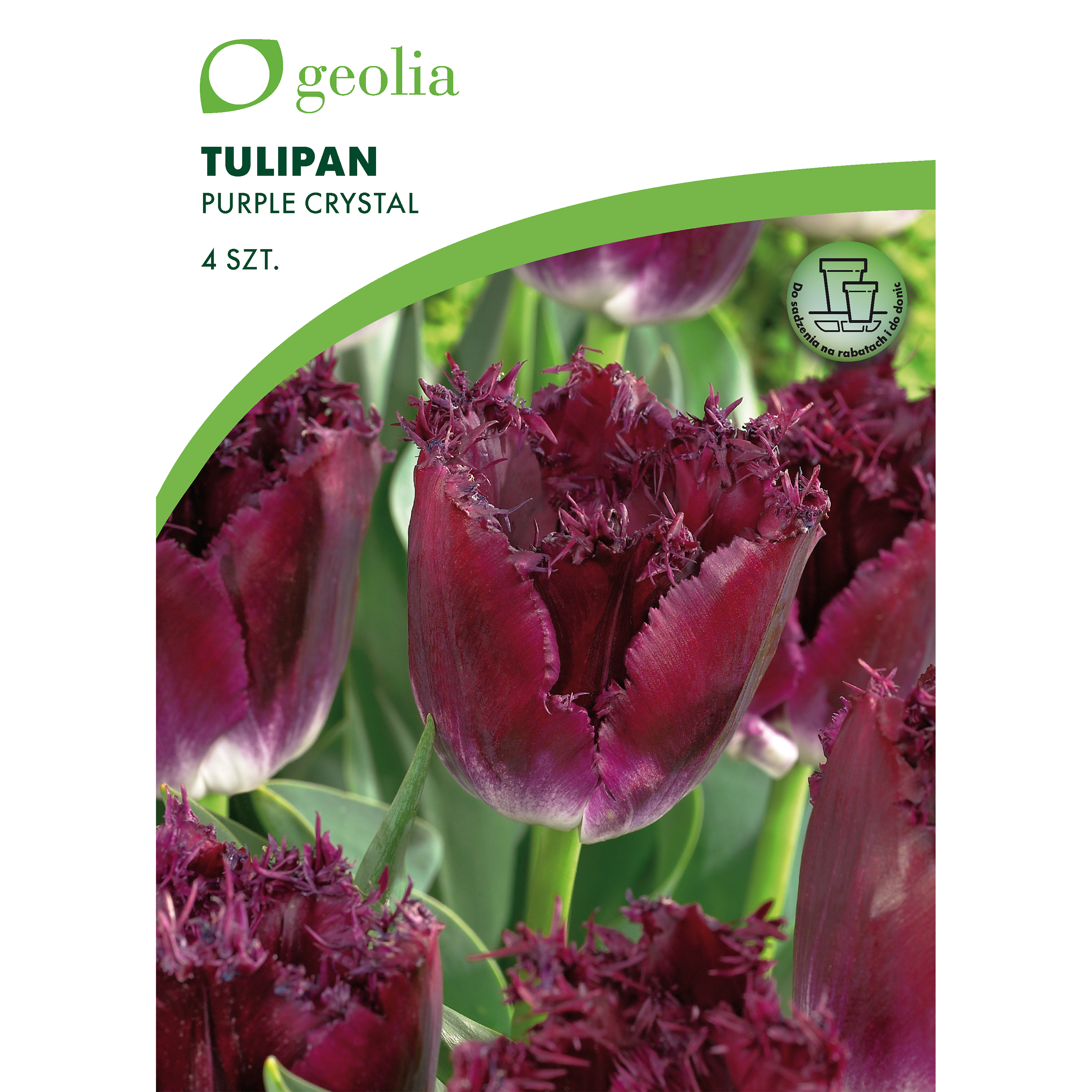 Tulipan Purple Crystal