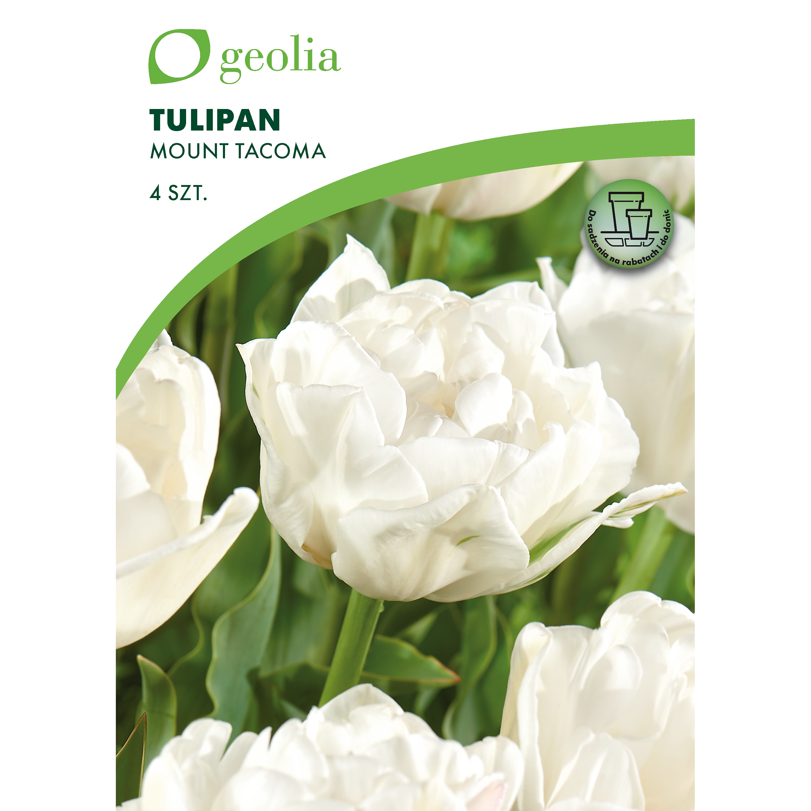 Tulipan Mount Tacoma