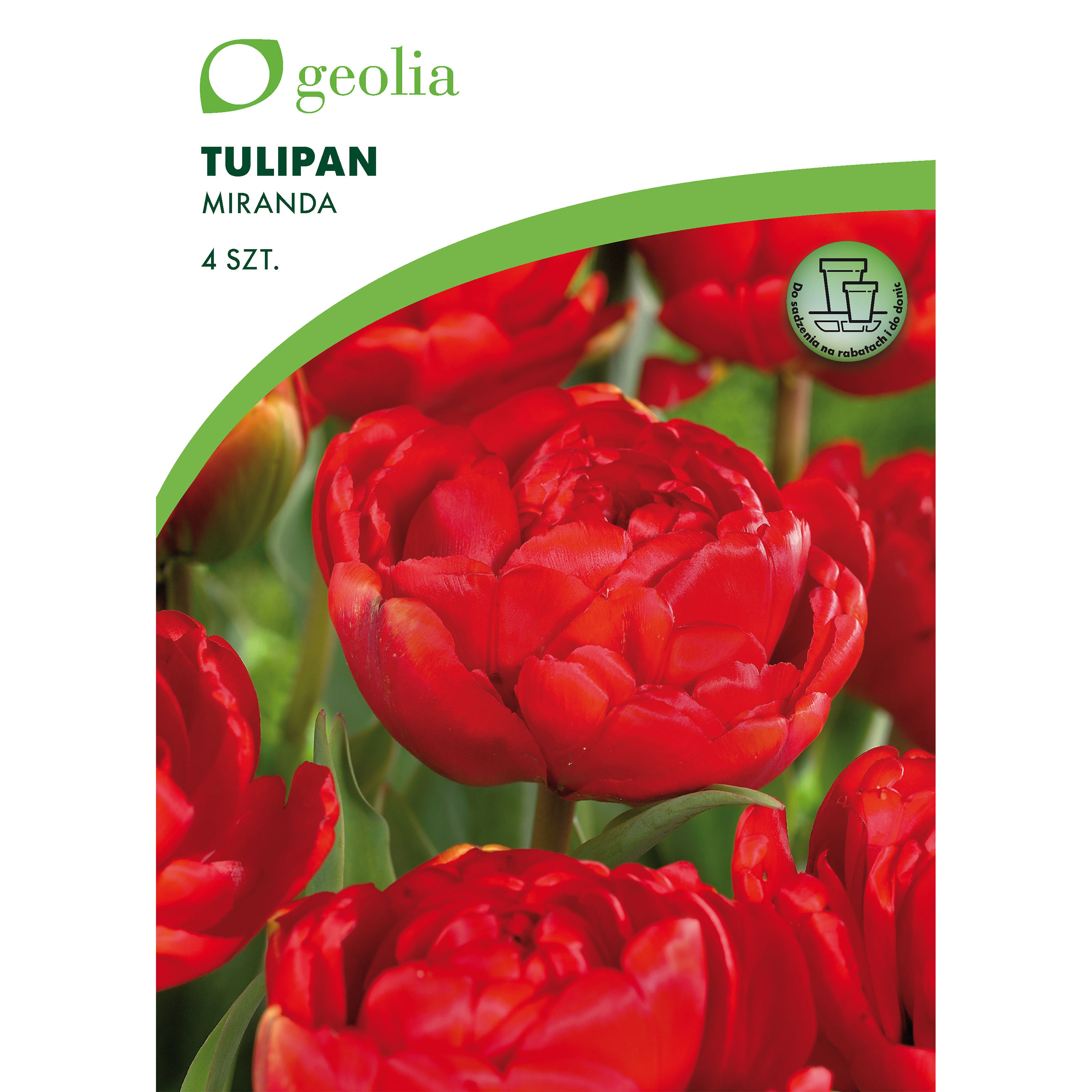 Tulipan Miranda