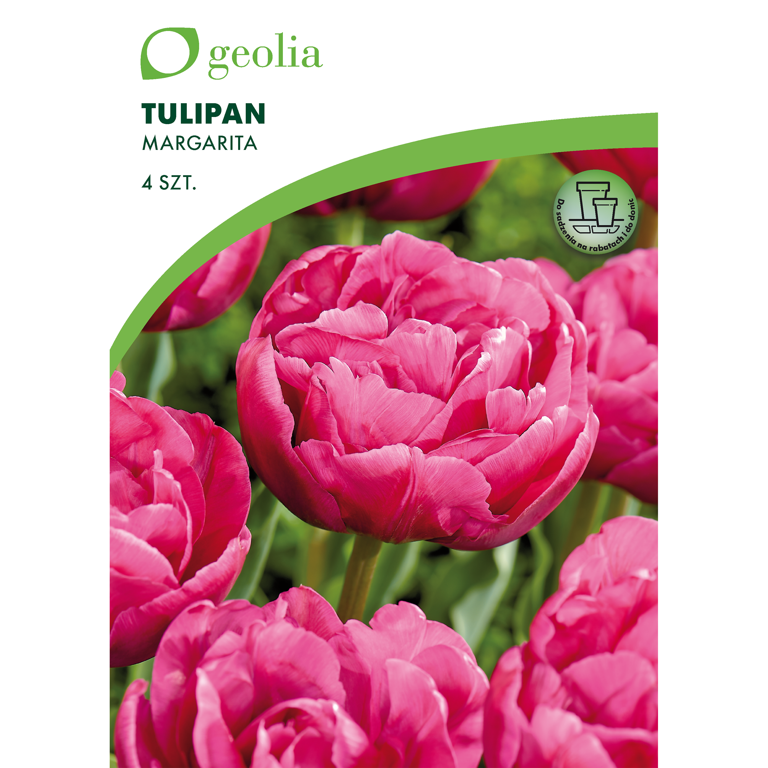 Tulipan Margarita 11/12 4szt. Cebulki kwiatów Geolia