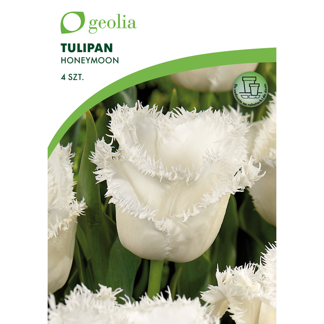 Tulipan Honeymoon 11/12 4szt. Cebulki kwiatów Geolia
