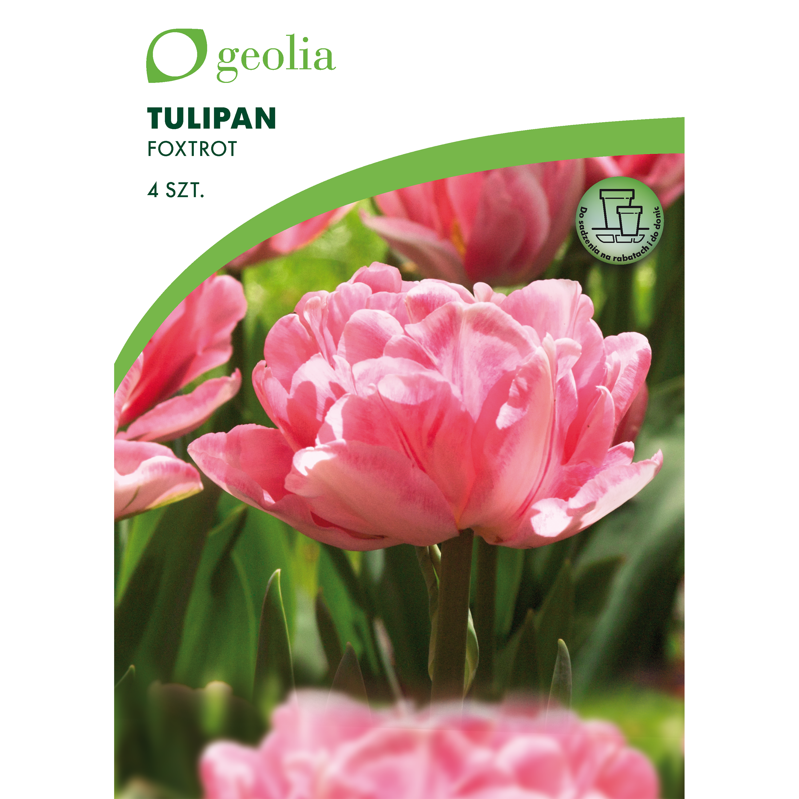 Tulipan Foxtrot