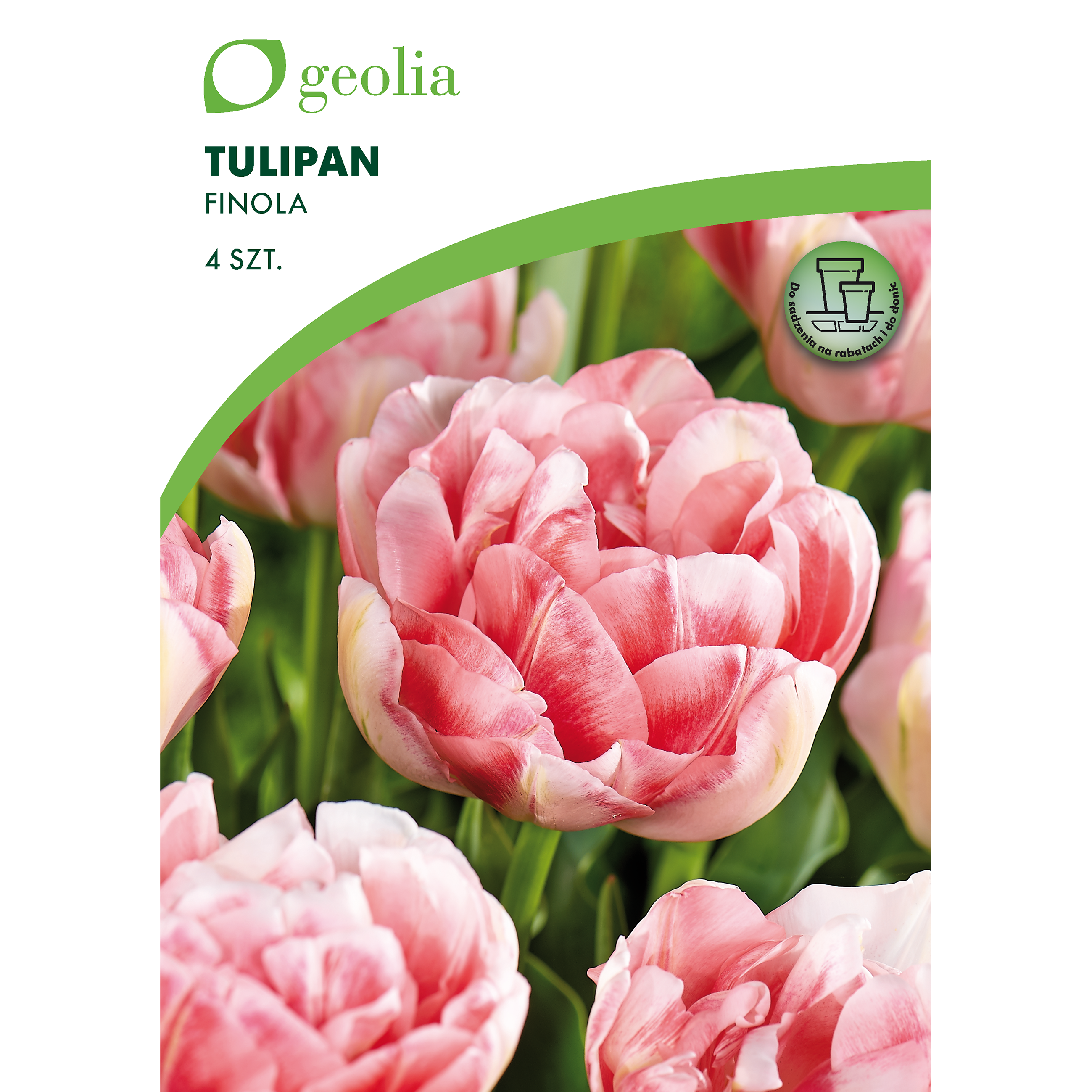Tulipan Finola