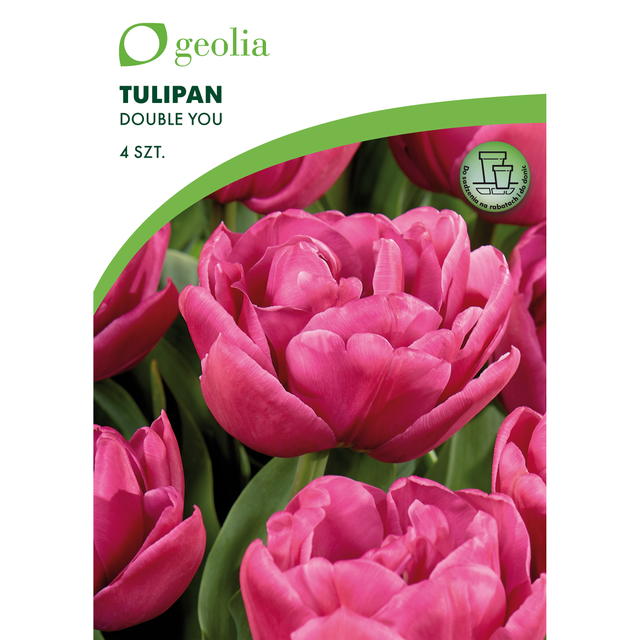 Tulipan Double You 11/12 4szt. Cebulki kwiatów Geolia