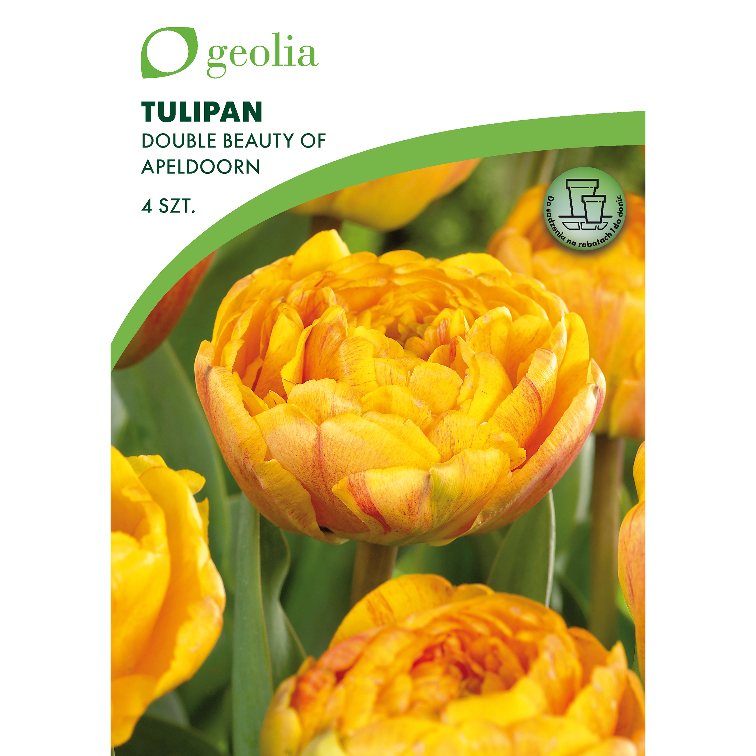 Tulipan double beauty of Apeldoorn