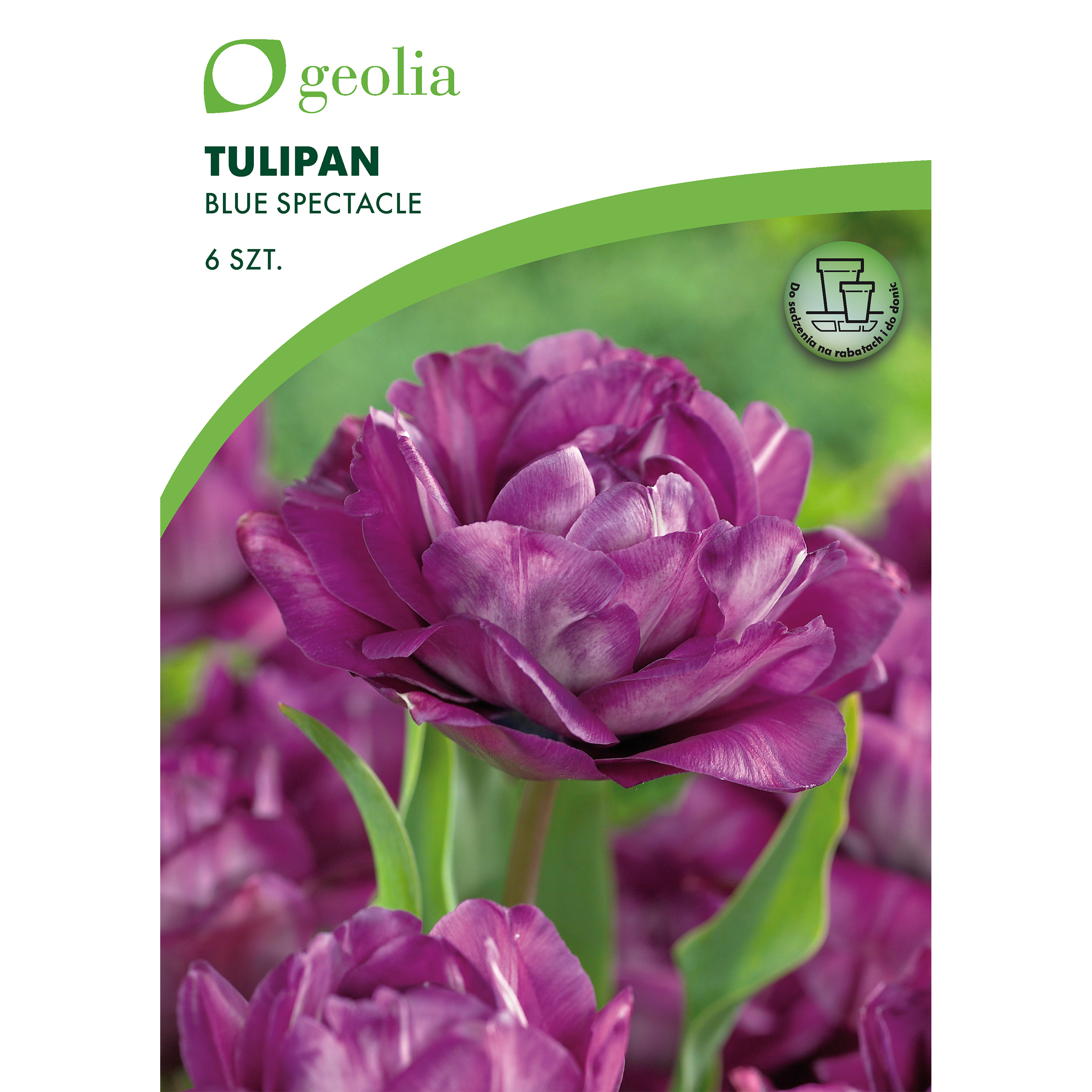 Tulipan Blue Spectacle