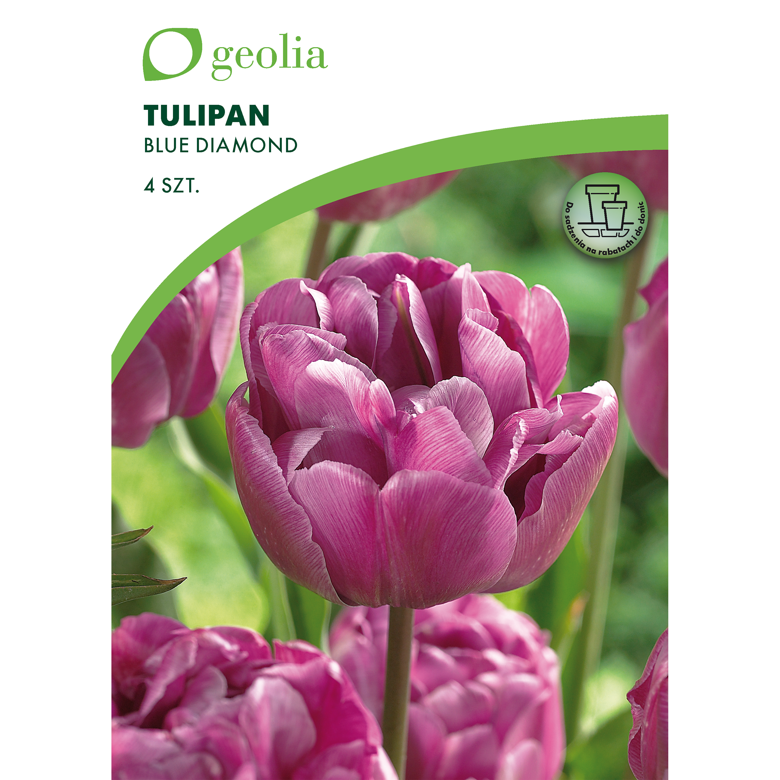 Tulipan Blue Diamond 11/12 4szt. cebulki kwiatów Geolia