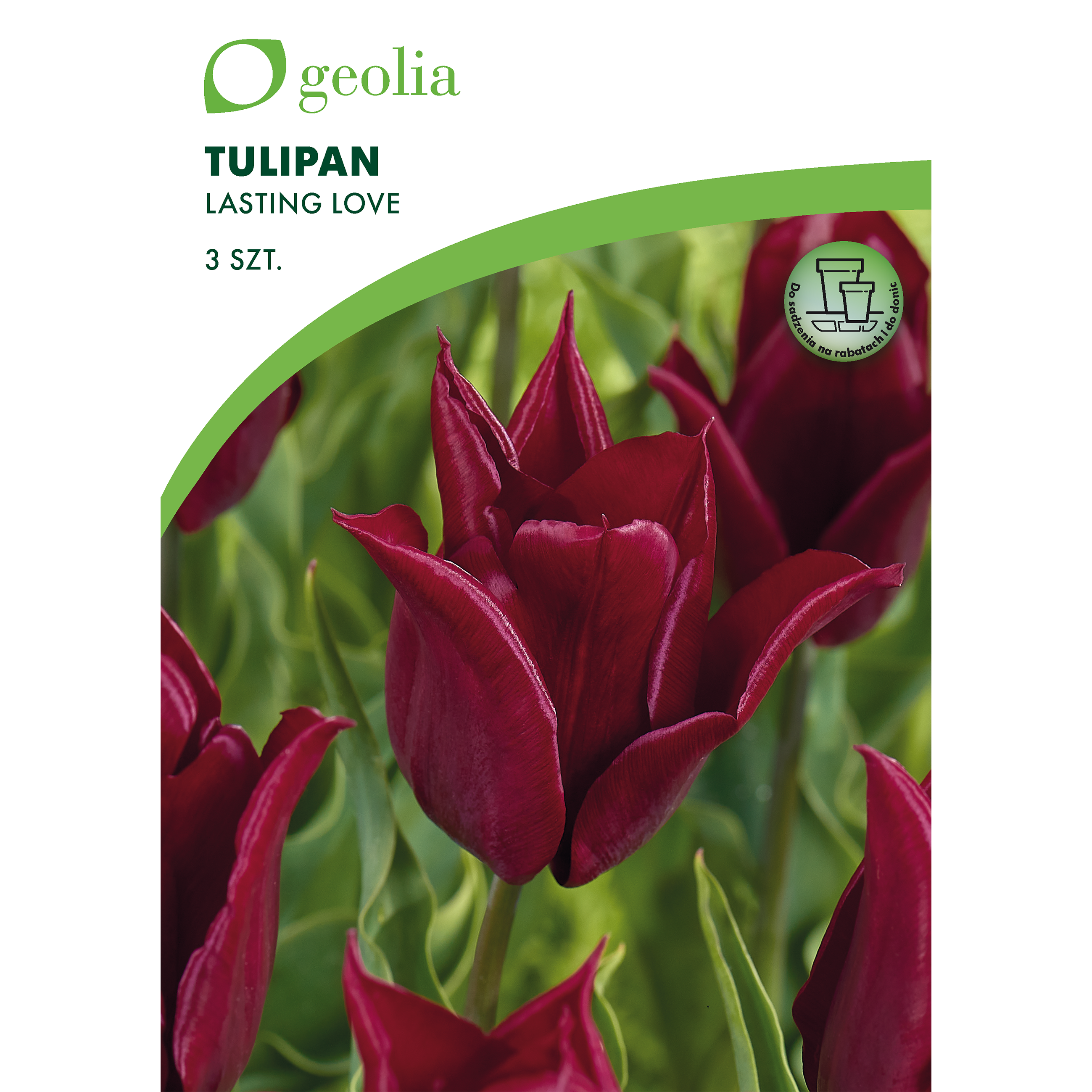 Tulipan Lasting Love